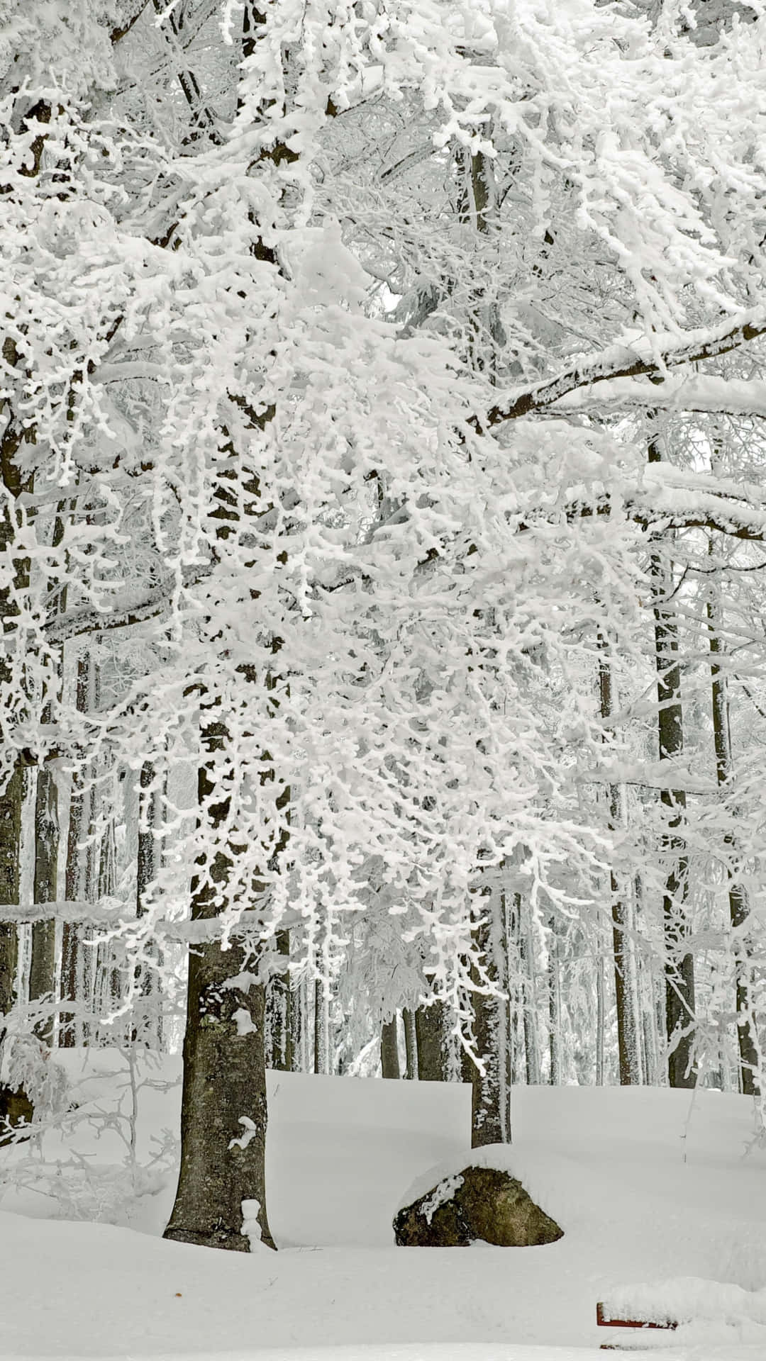 snow covered forest, bench, tall trees, Full HD Phone Wallpaper