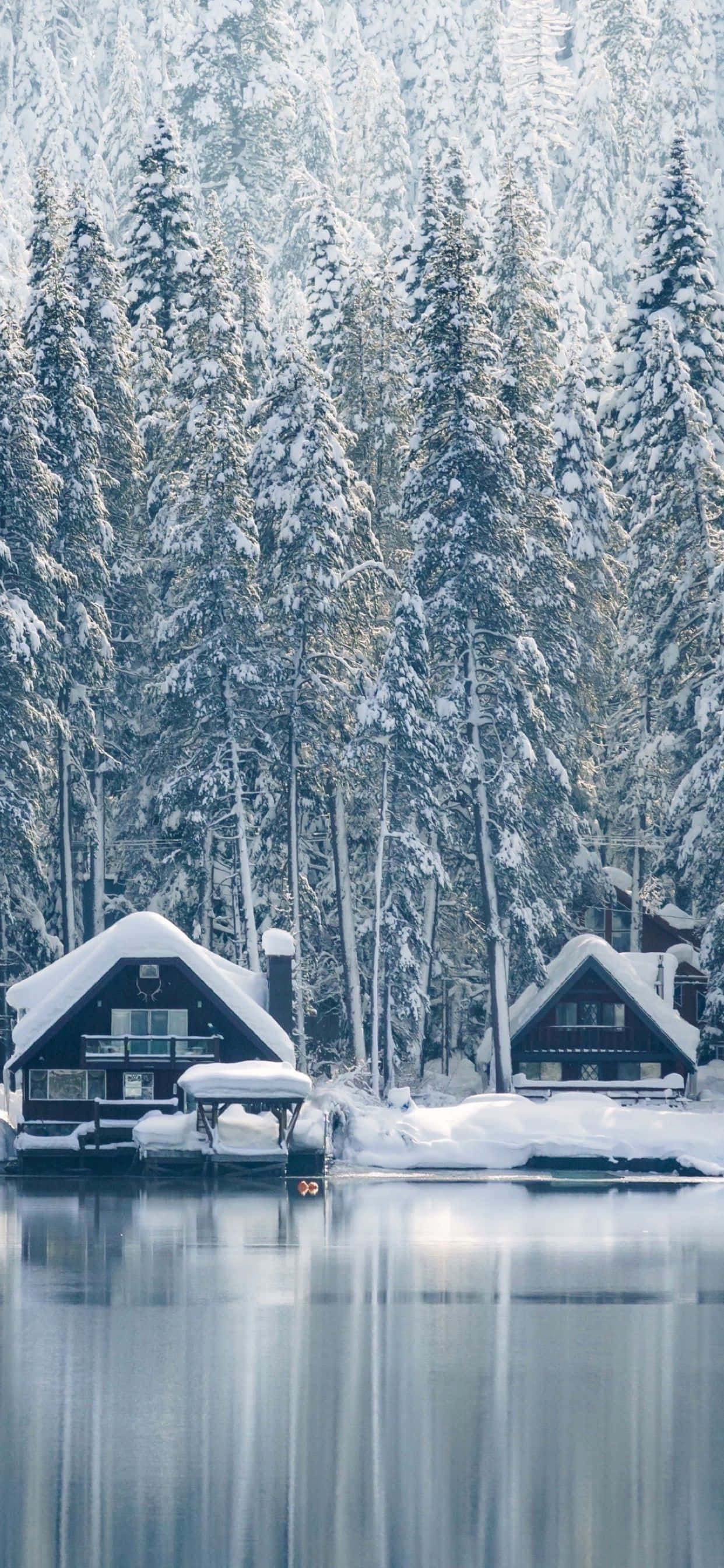 Snow iPhone, frozen lake, towering pine trees, 2K Phone Wallpaper
