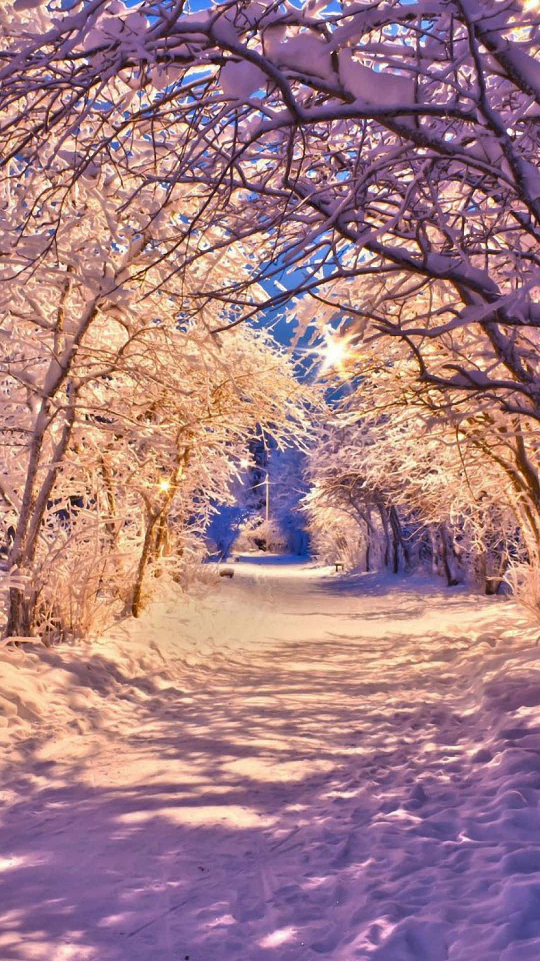 Snow iPhone, frost-covered trees, warm golden light, Full HD Phone Wallpaper