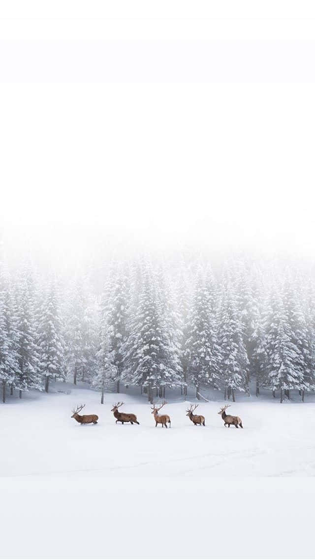 Snow iPhone, reindeer, snowy field, SD Phone Wallpaper