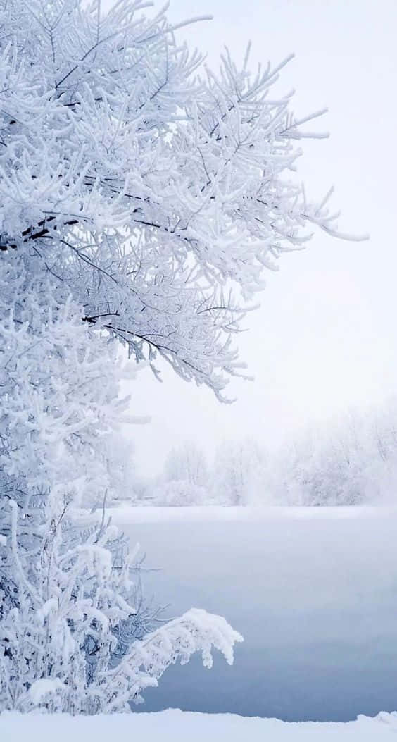 Snow iPhone, frost-covered pine branches, frozen lake, SD Phone Wallpaper