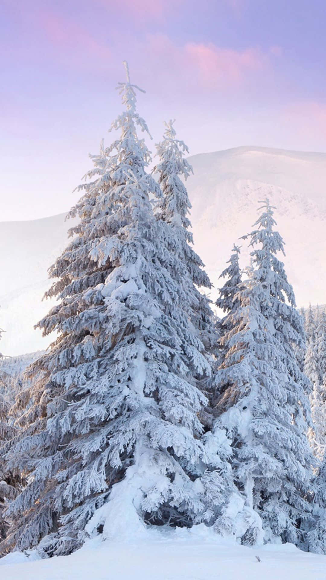 Snow-laden evergreen trees, soft pink and lavender winter sky, distant snow-capped mountains, Full HD Phone Wallpaper