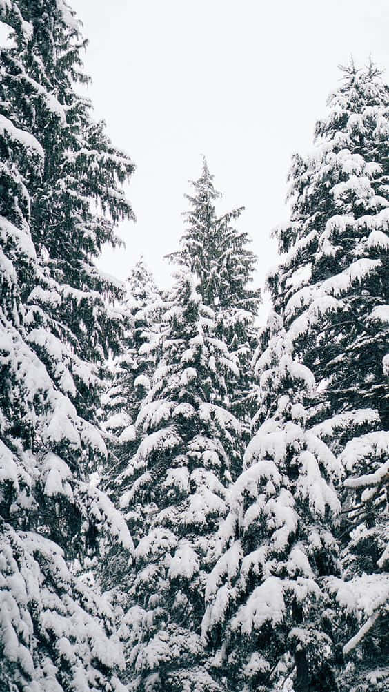 Snow iPhone, evergreen trees, pale winter sky, SD Phone Wallpaper