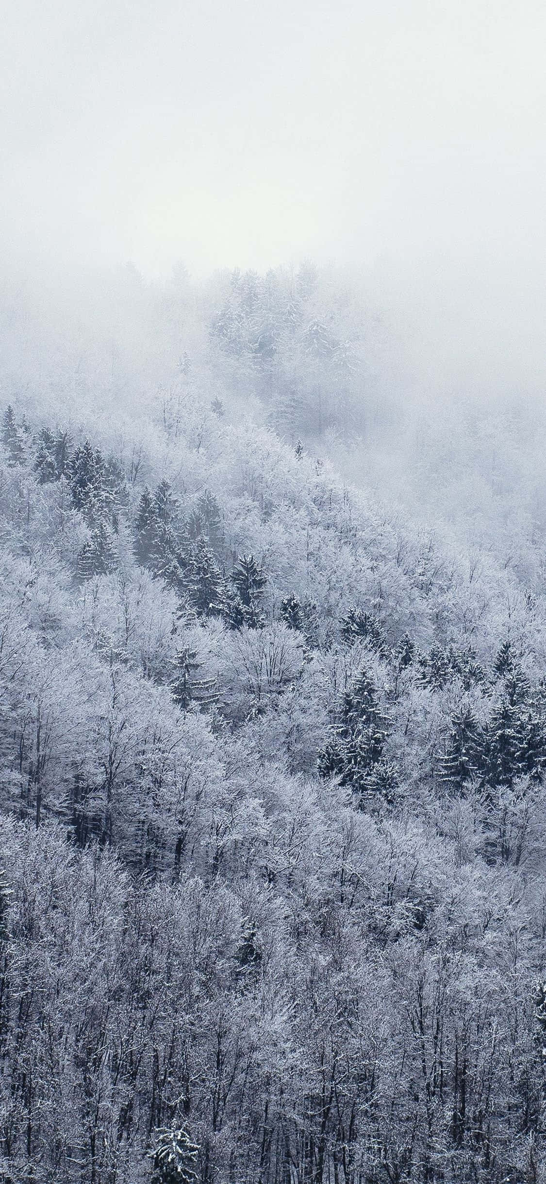 Snow iPhone, snow-covered forest, misty mountain slope, Full HD Phone Wallpaper
