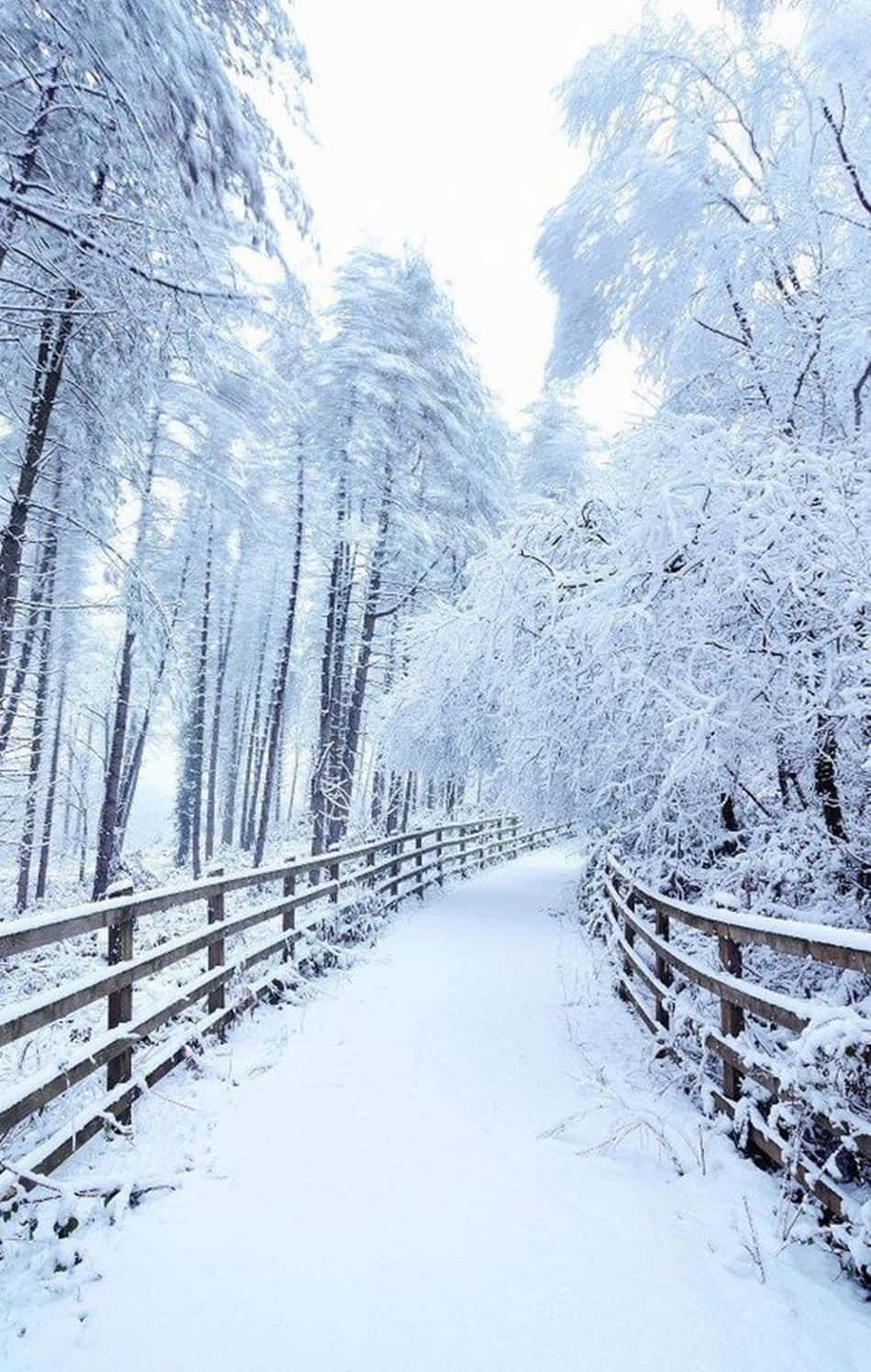 Snow iPhone, snow-covered wooden path, frost-laden forest, HD Phone Wallpaper