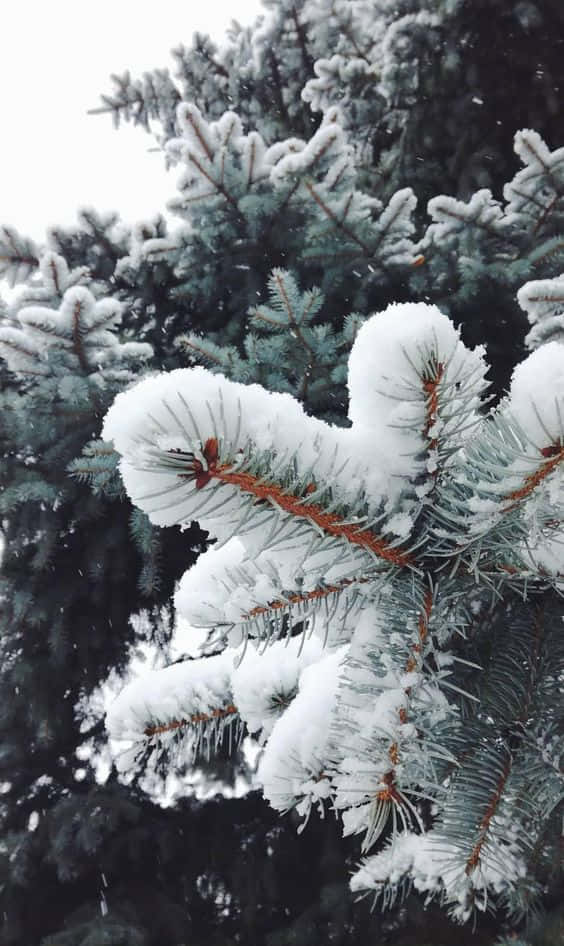 snow, iPhone, evergreen branches, SD Phone Wallpaper