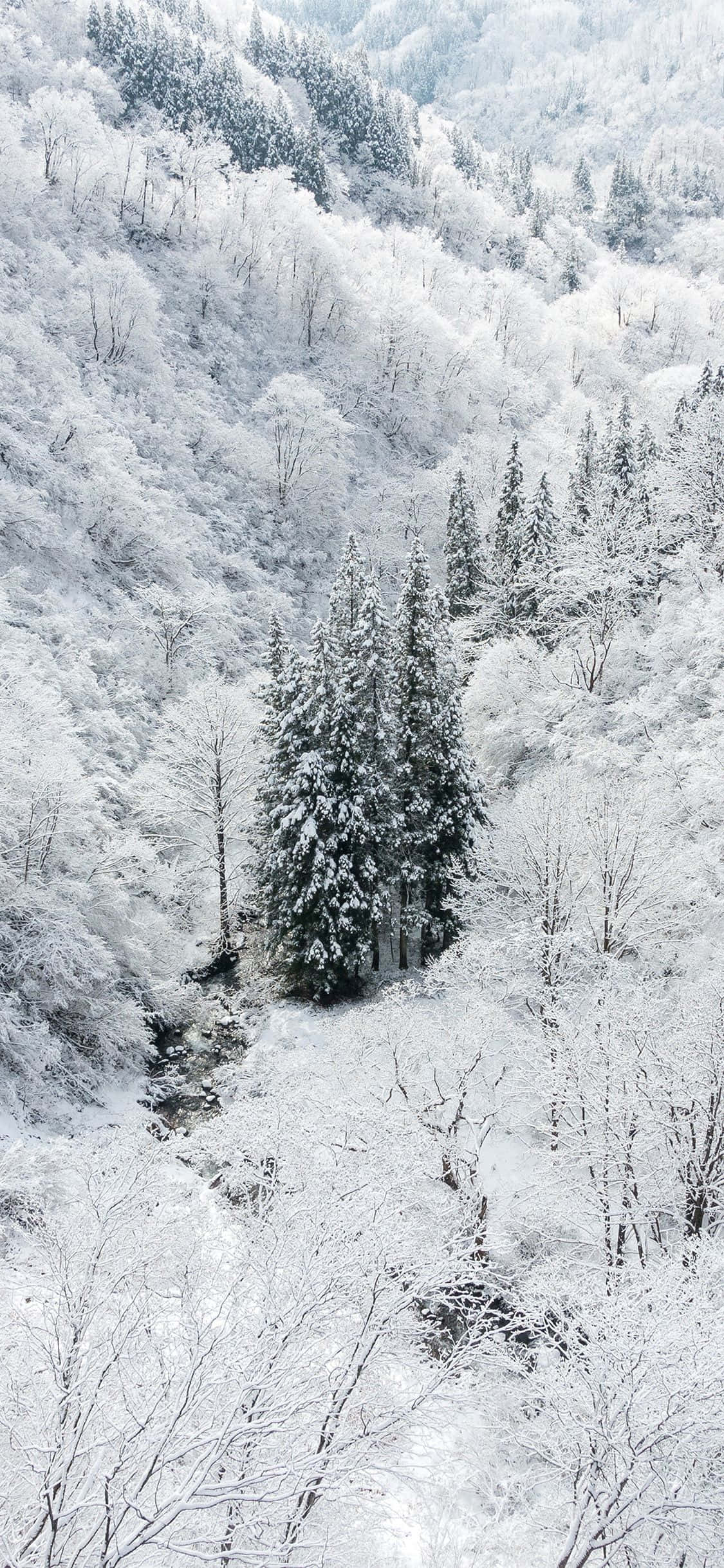 Snow iPhone, snow-covered forest valley, winding stream, Full HD Phone Wallpaper