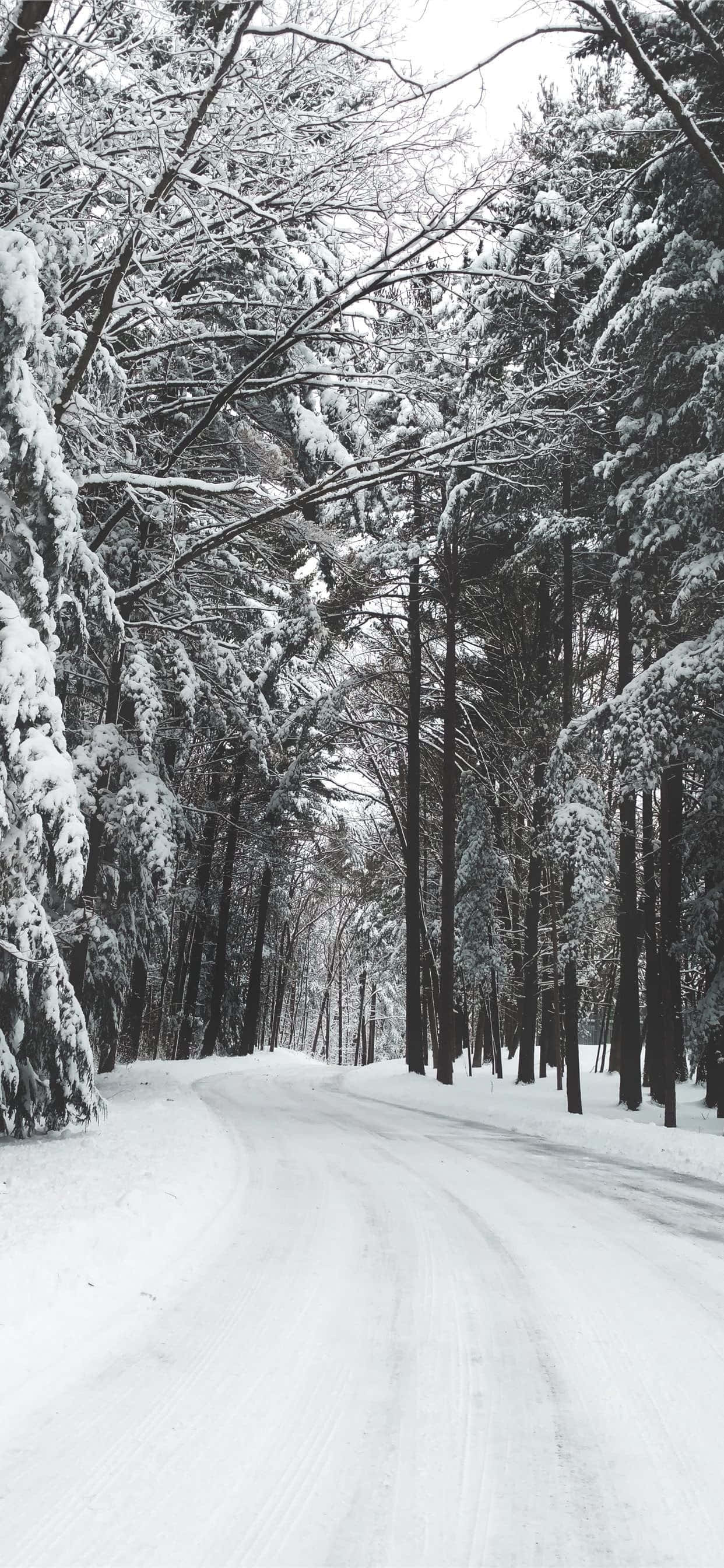 iPhone, snow-covered road, dense forest, 2K Phone Wallpaper