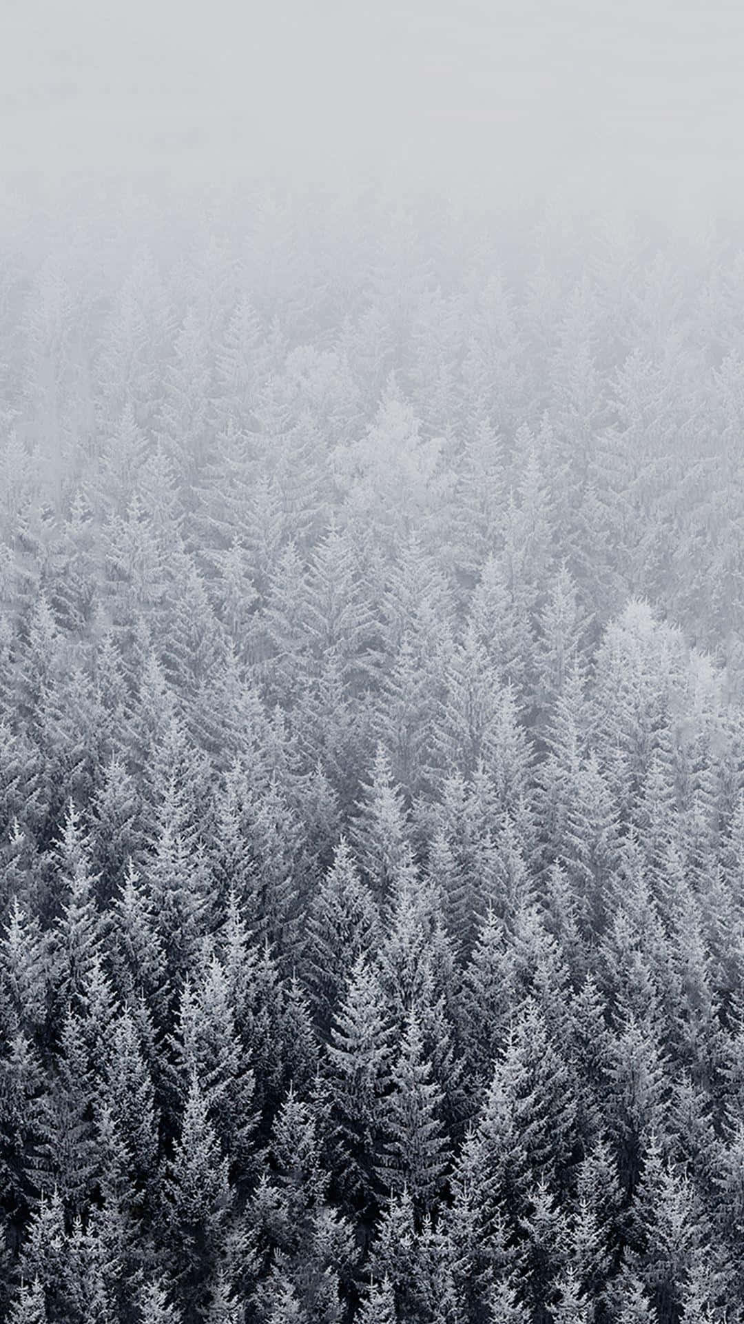 snow iPhone, pine trees, snow-covered, Full HD Phone Wallpaper