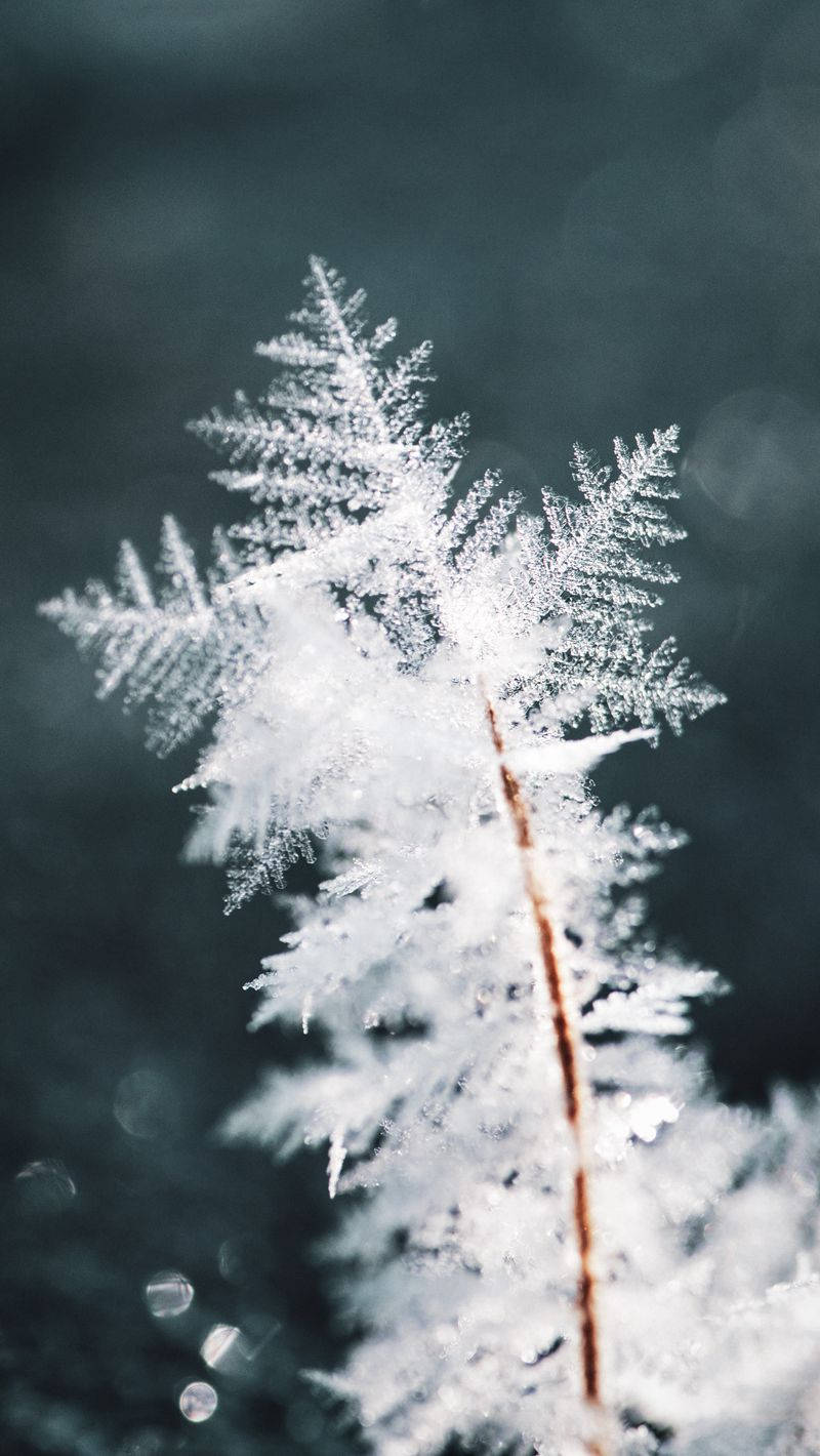 Snowflake, Winter, frost crystal, HD Phone Wallpaper