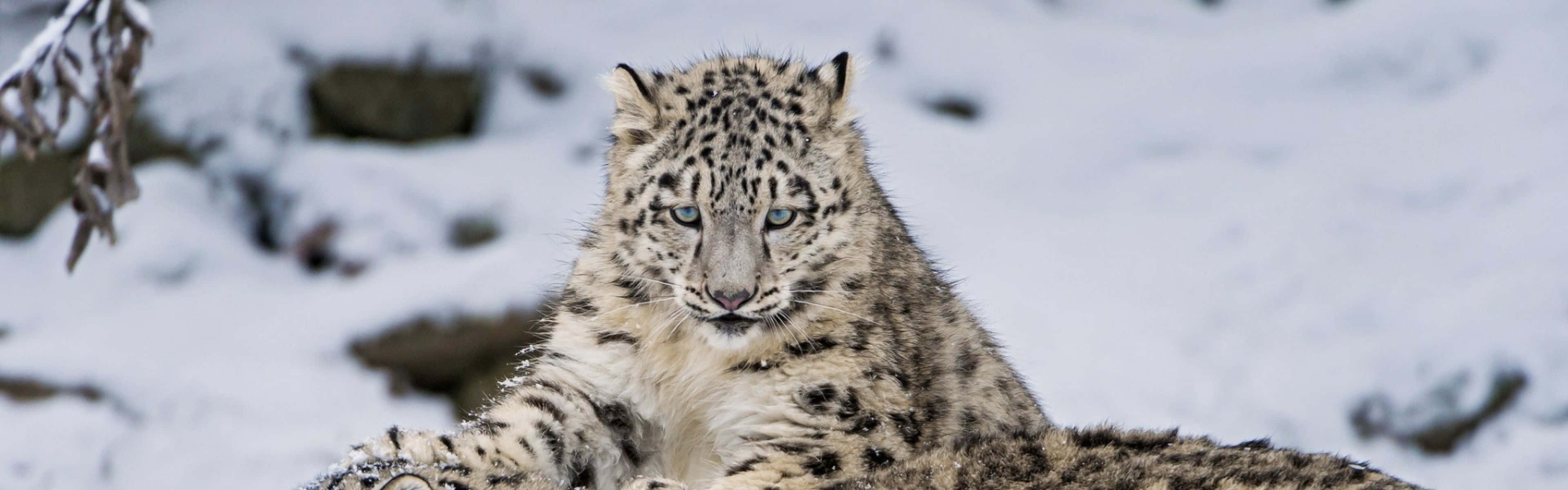 Snow Leopard, piercing blue eyes, snowy mountain landscape, 4K Desktop Wallpaper