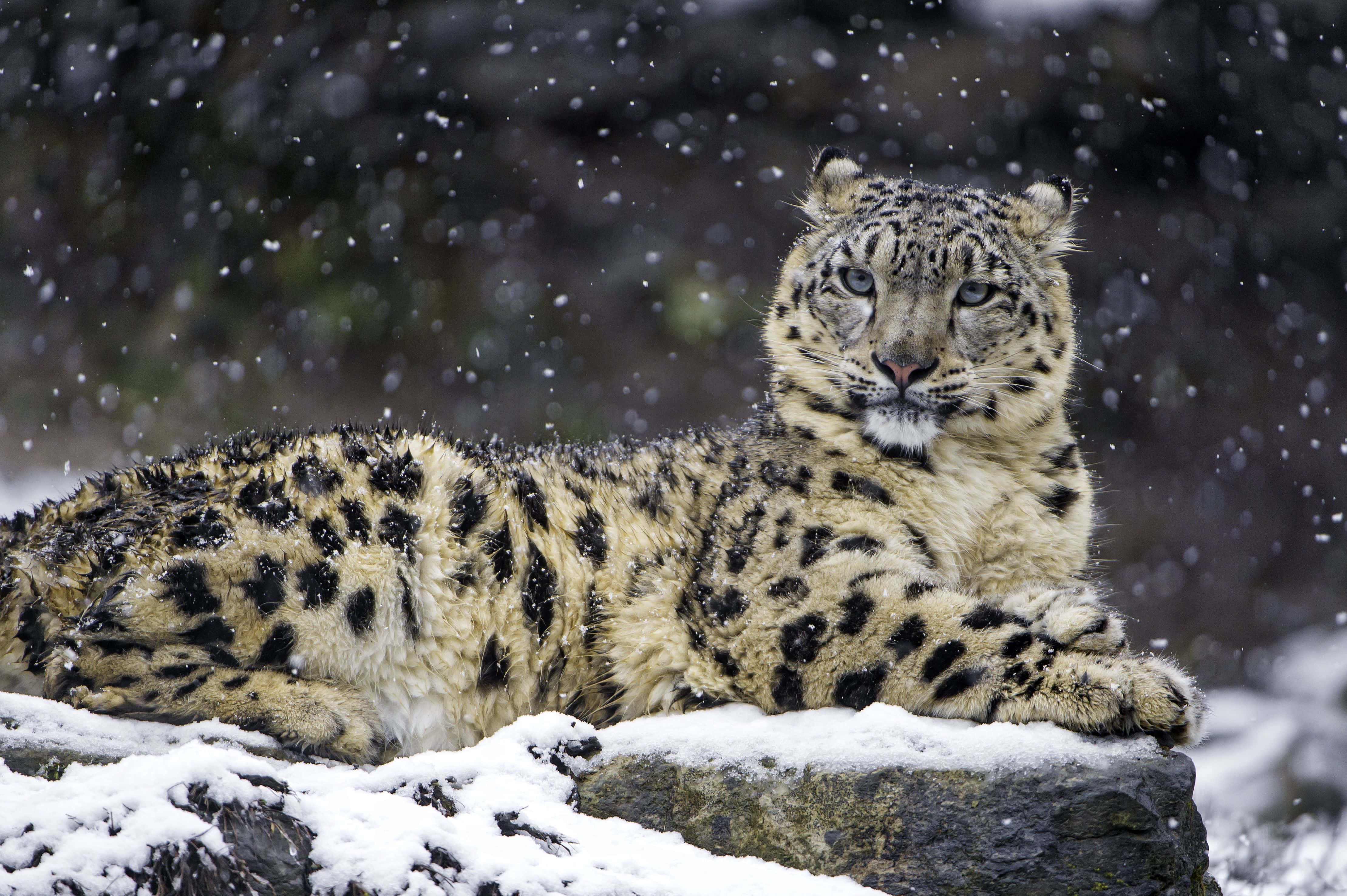 Snow Leopard, snow-dusted rock, gentle snowflakes, 4K Desktop Wallpaper