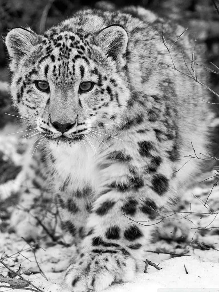 Snow Leopard, mountains, snowy forest floor, SD Phone Wallpaper