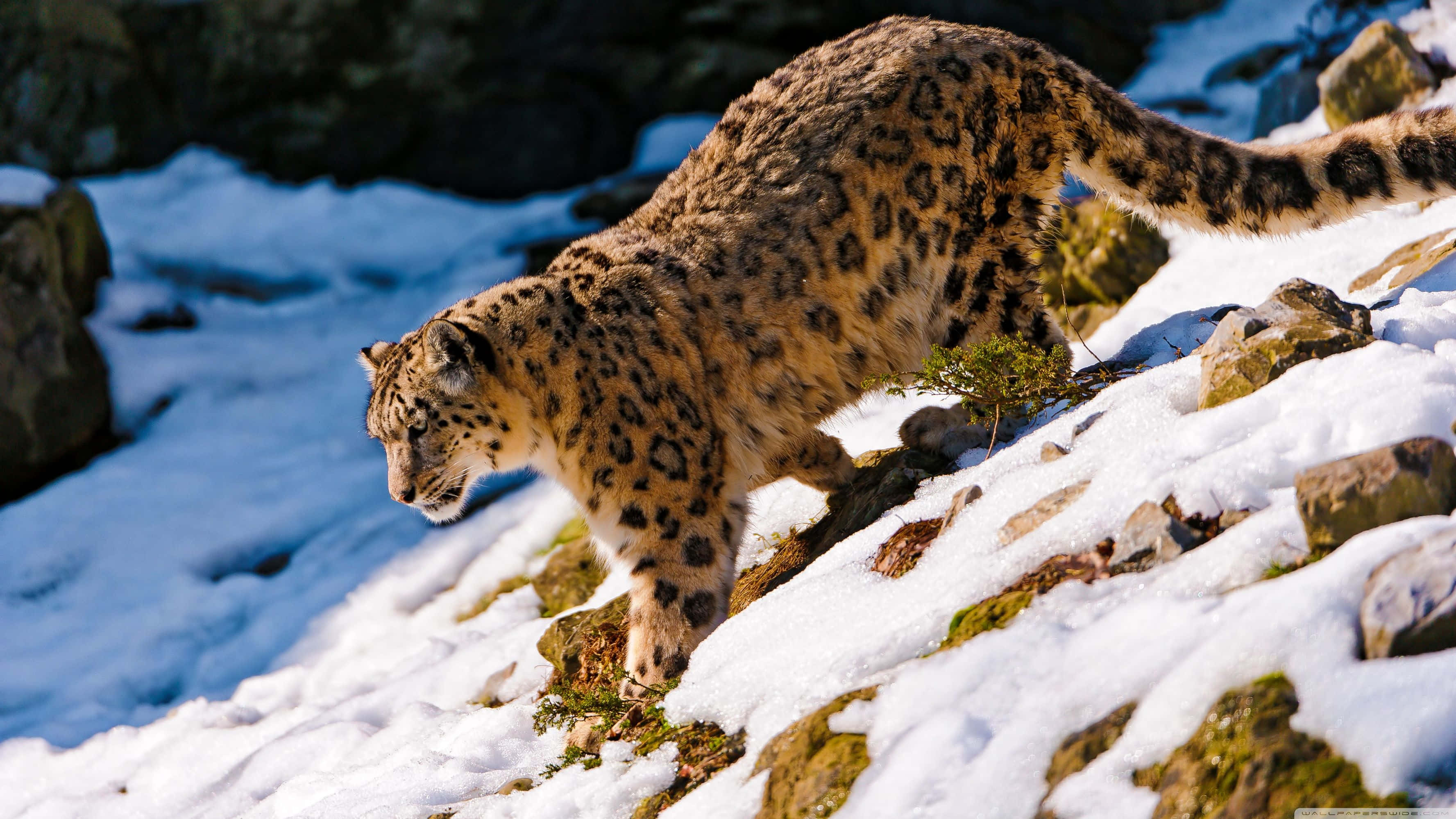 snow leopard, snow-covered hill, rugged mountainous terrain, 2K Desktop Wallpaper
