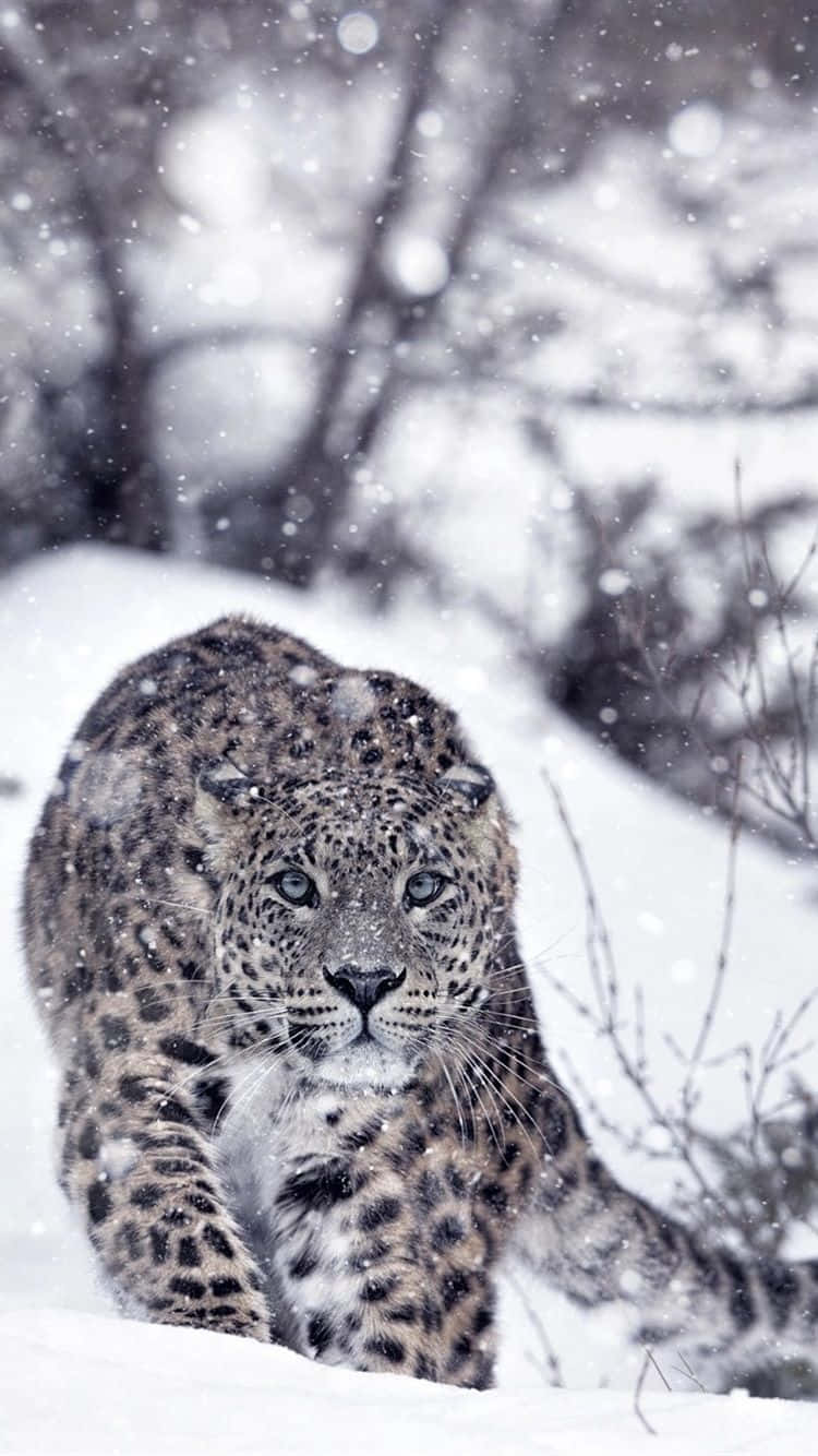 snow leopard, snowy forest, snowflakes, HD Phone Wallpaper