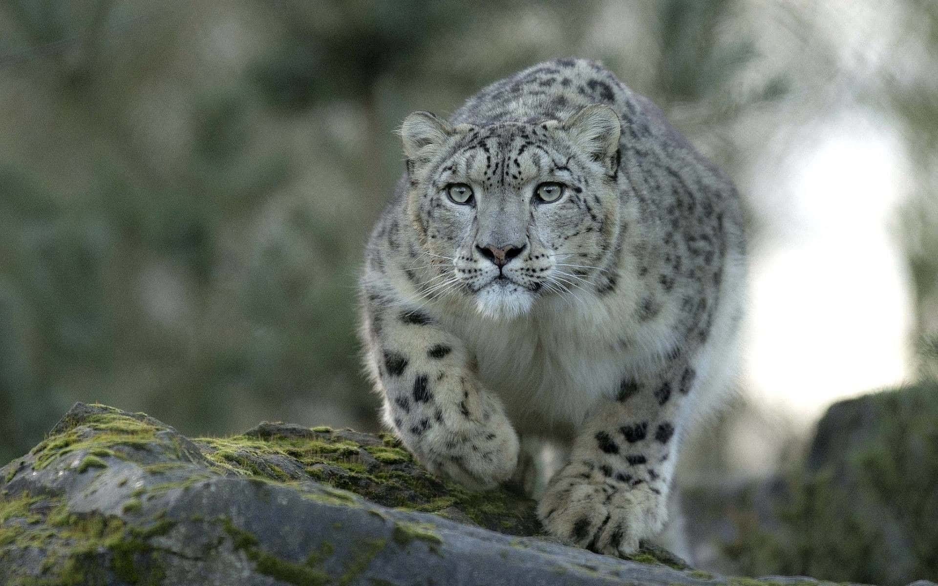snow leopard, mossy rocks, misty forest, Full HD Desktop Wallpaper