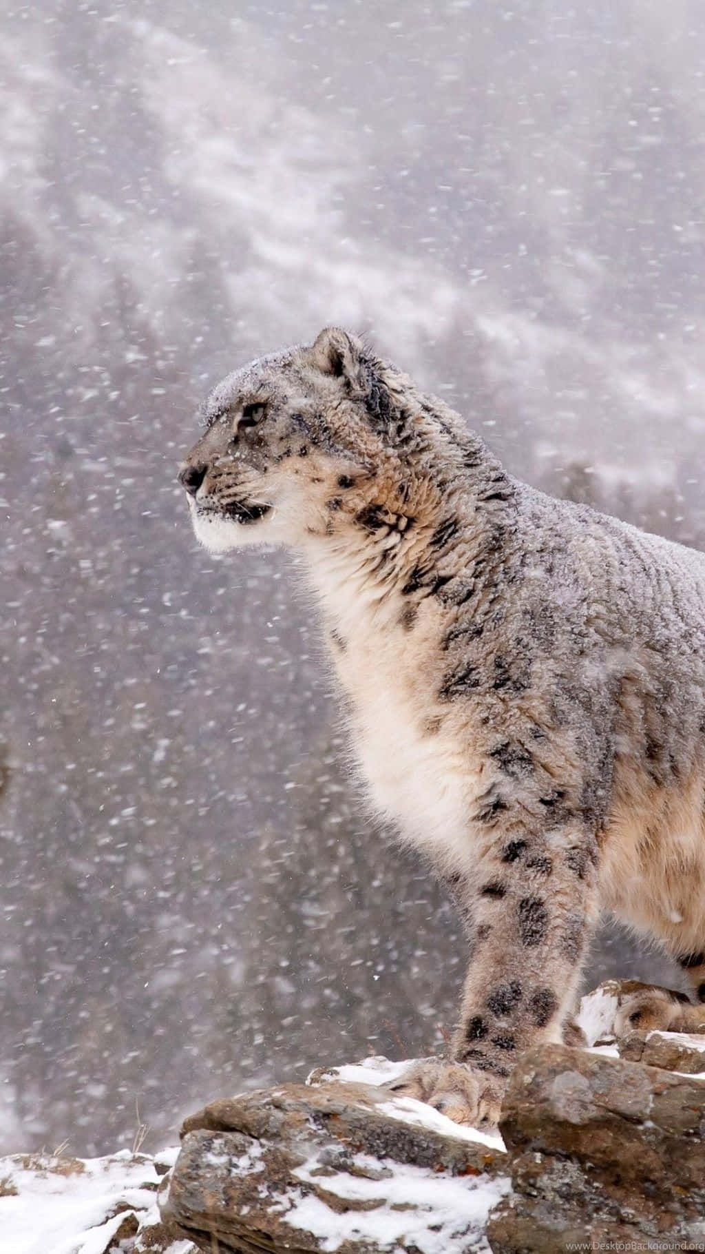 snow leopard, tree, snowy rocks, HD Phone Wallpaper