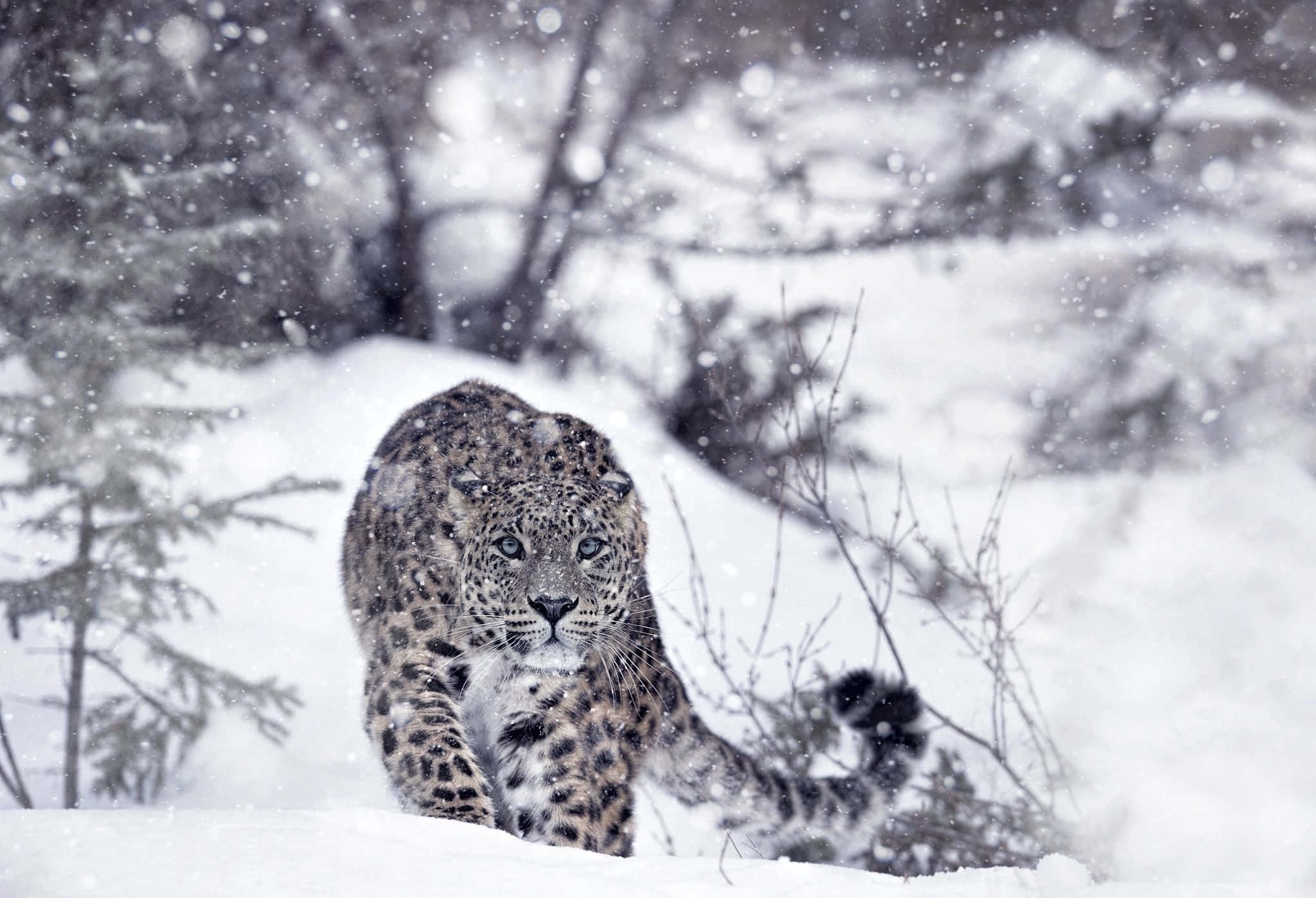 snow leopard, snowy forest, snowflakes, Full HD Desktop Wallpaper