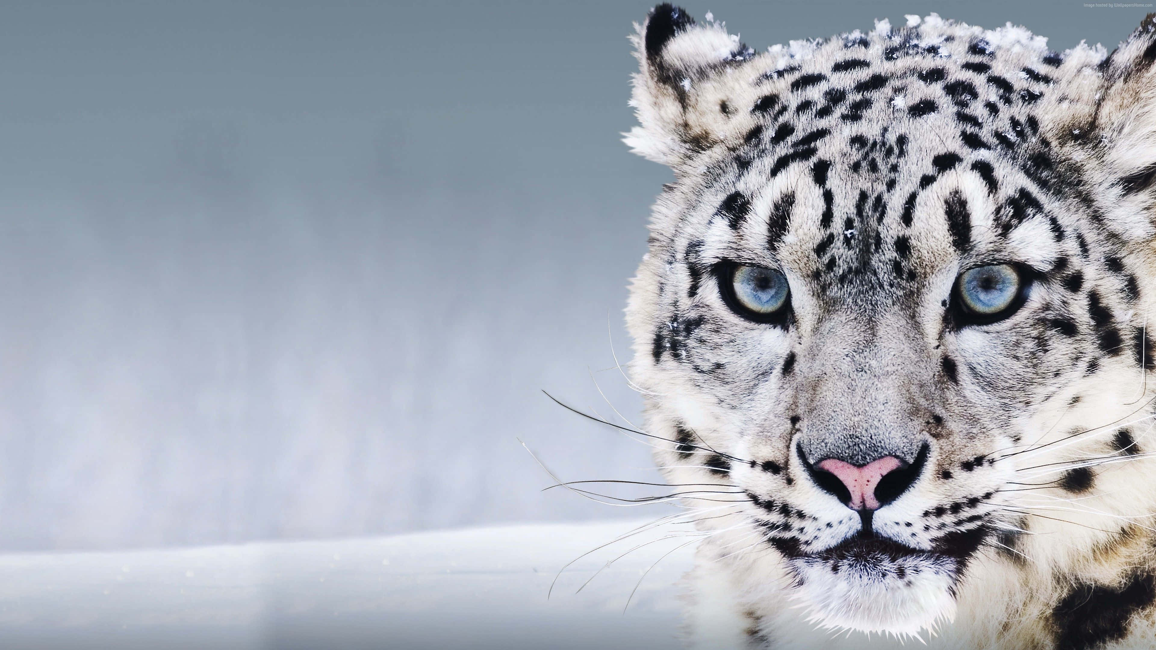 Snow Leopard, piercing blue eyes, snow-dusted fur, 4K Desktop Wallpaper