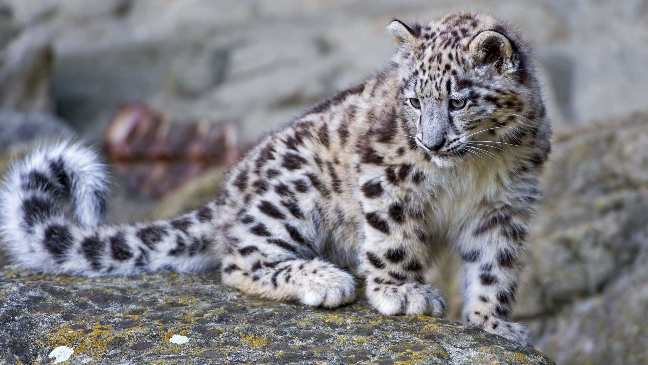 Snow Leopard, snowy mountain slopes, young snow leopard cub, 2K Desktop Wallpaper