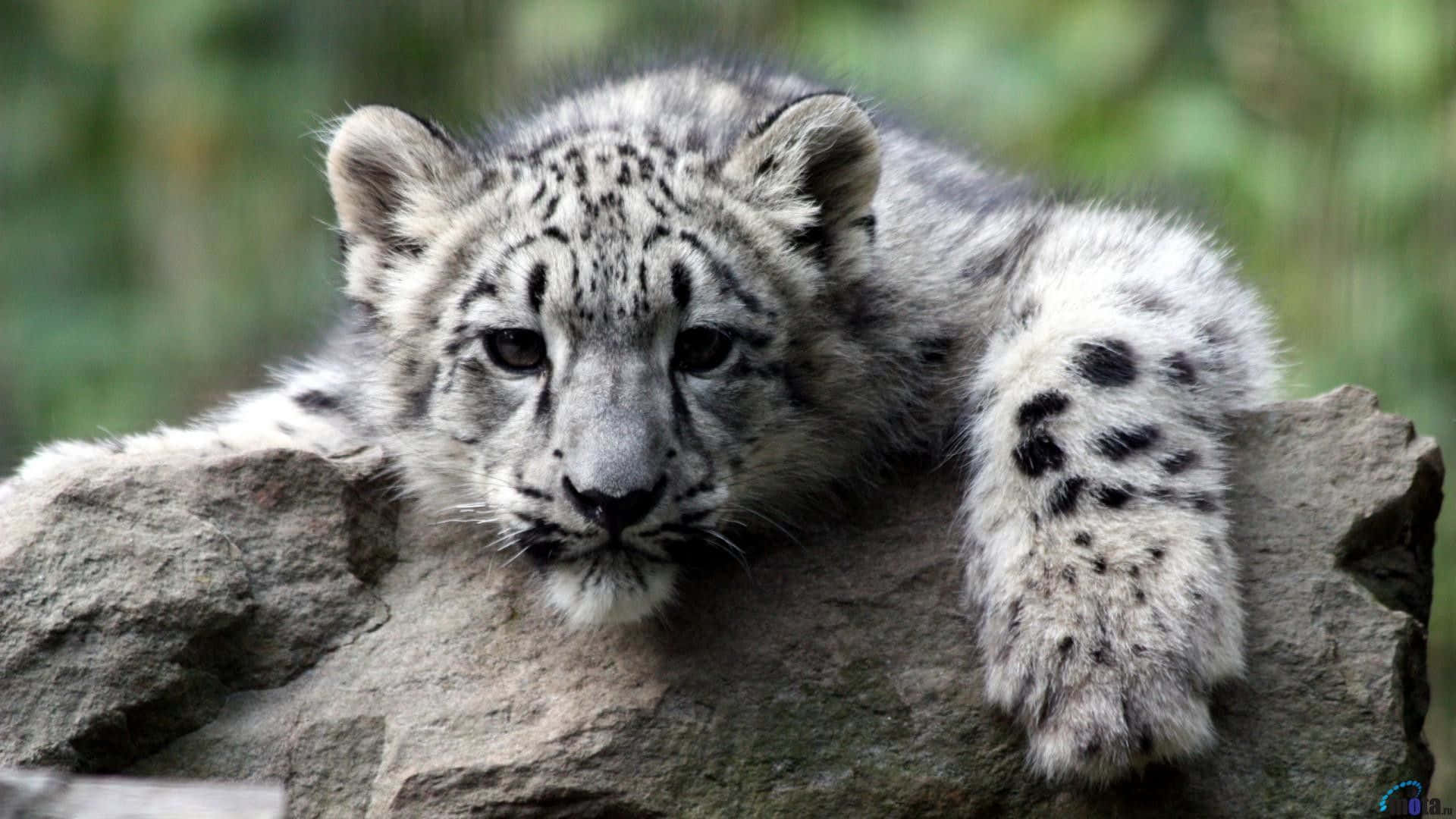 Snow Leopard, fluffy snow leopard cub, gray rock, Full HD Desktop Wallpaper