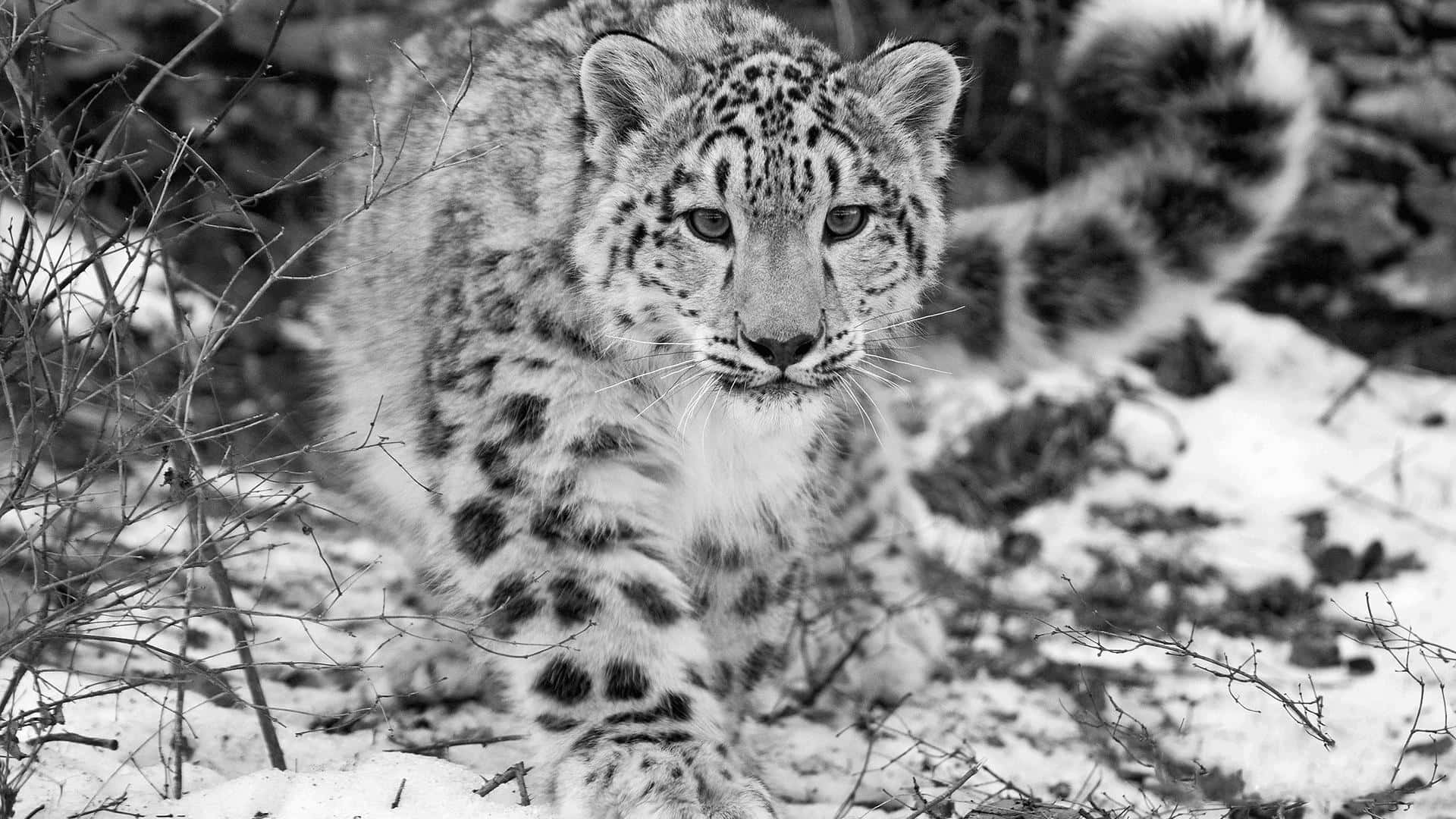 Snow Leopard, snowy forest floor, bare branches, Full HD Desktop Wallpaper