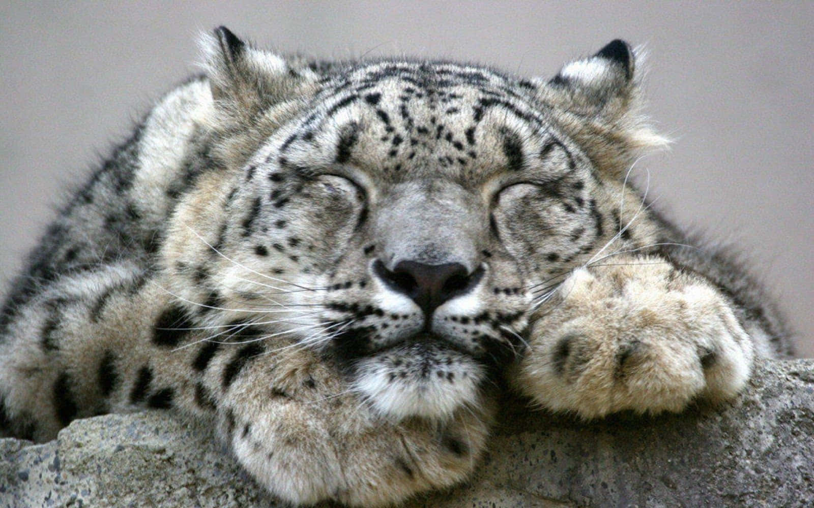 Snow Leopard, rocky mountain range, gray rock, HD Desktop Wallpaper