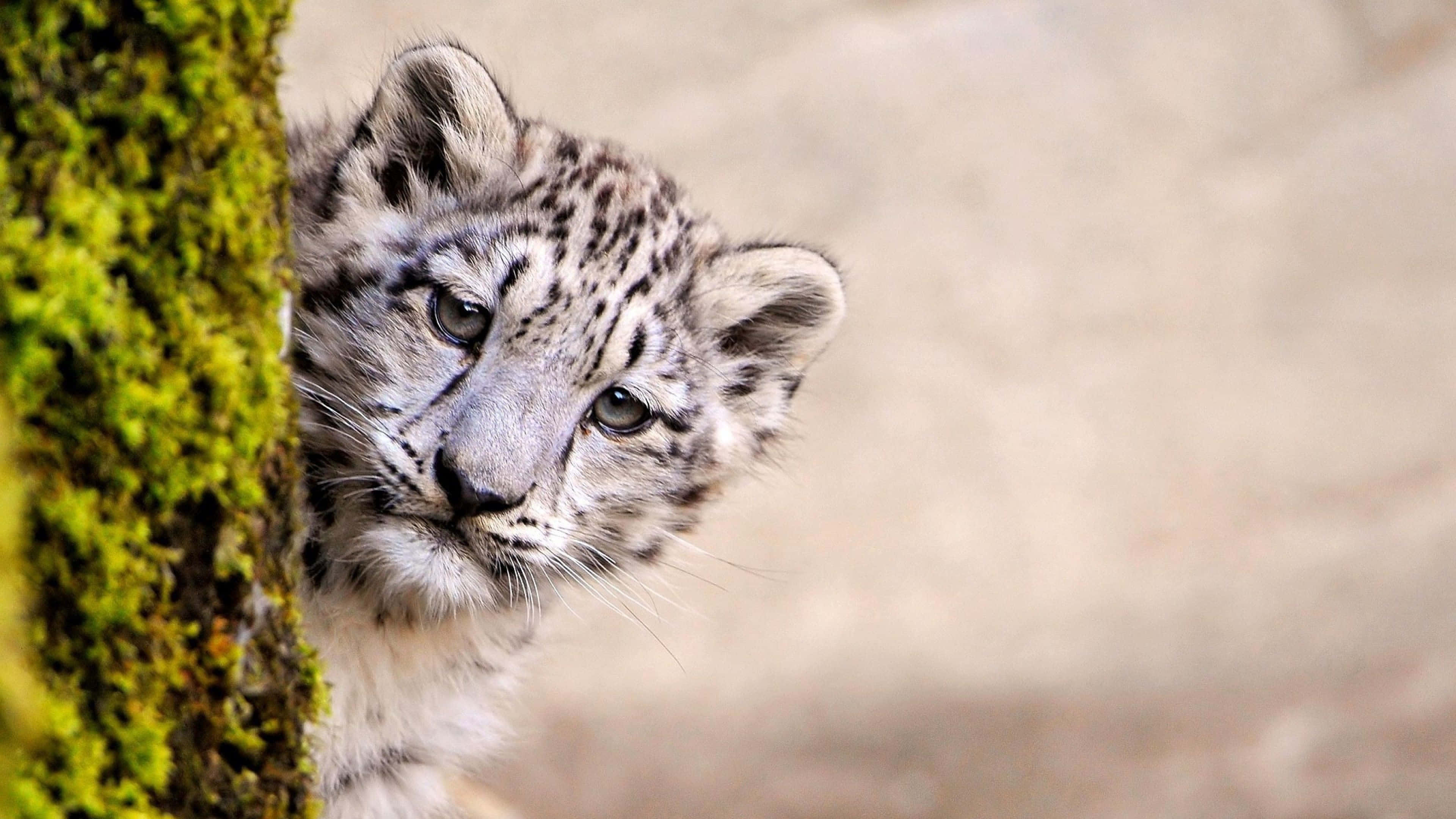 snow leopard, cub, mossy tree trunk, 4K Desktop Wallpaper