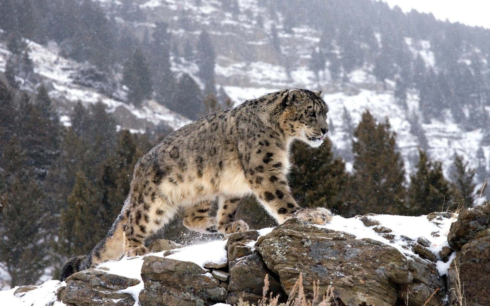 Snow Leopard, rocky outcropping, snow-dusted rocks, Full HD Desktop Wallpaper