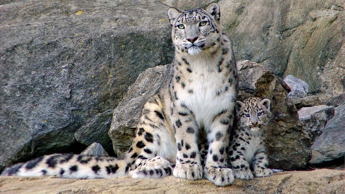 Snow Leopard, spotted cub, sunlit rocks, HD Desktop Wallpaper