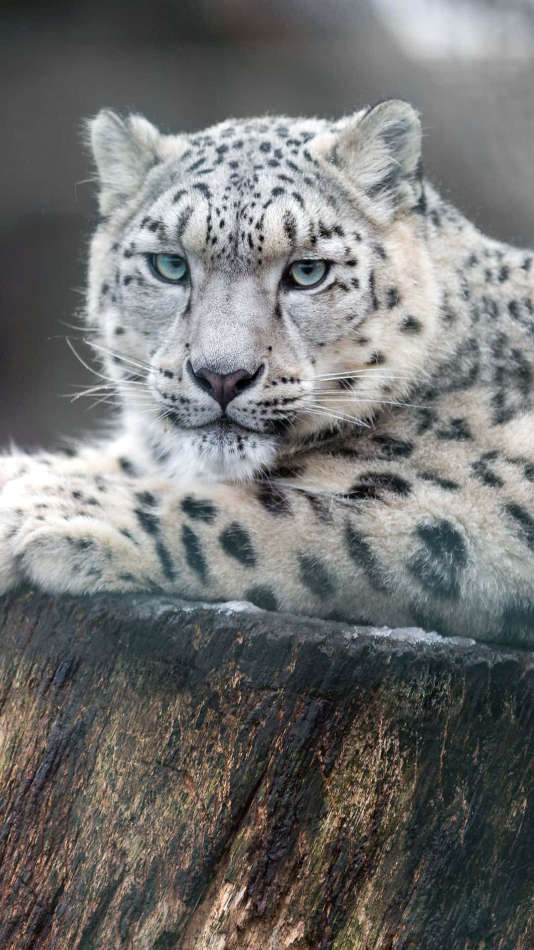 snow leopard, piercing blue eyes, weathered tree stump, Full HD Phone Wallpaper