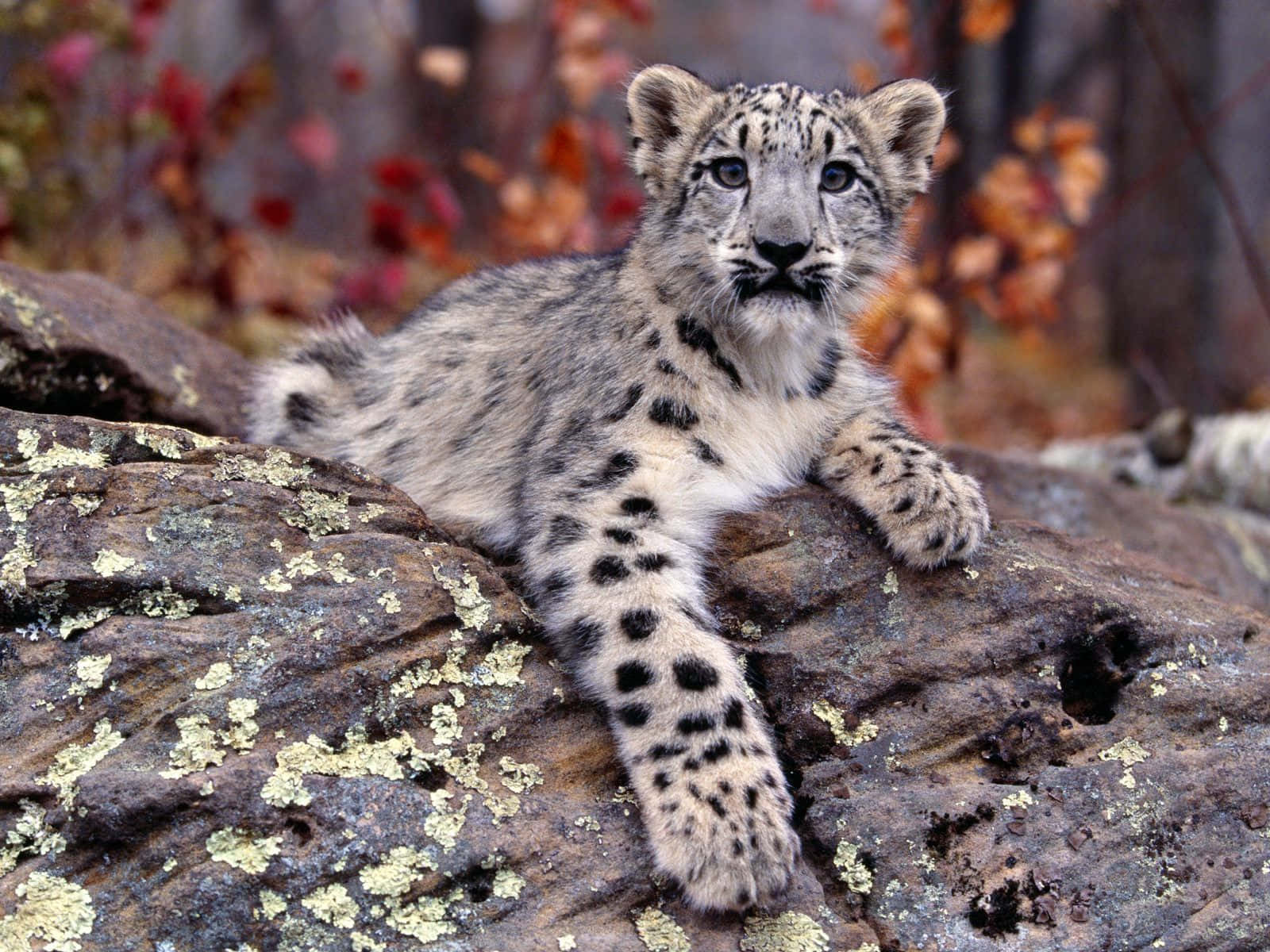 snow leopard, boulder, frozen valley, HD Desktop Wallpaper