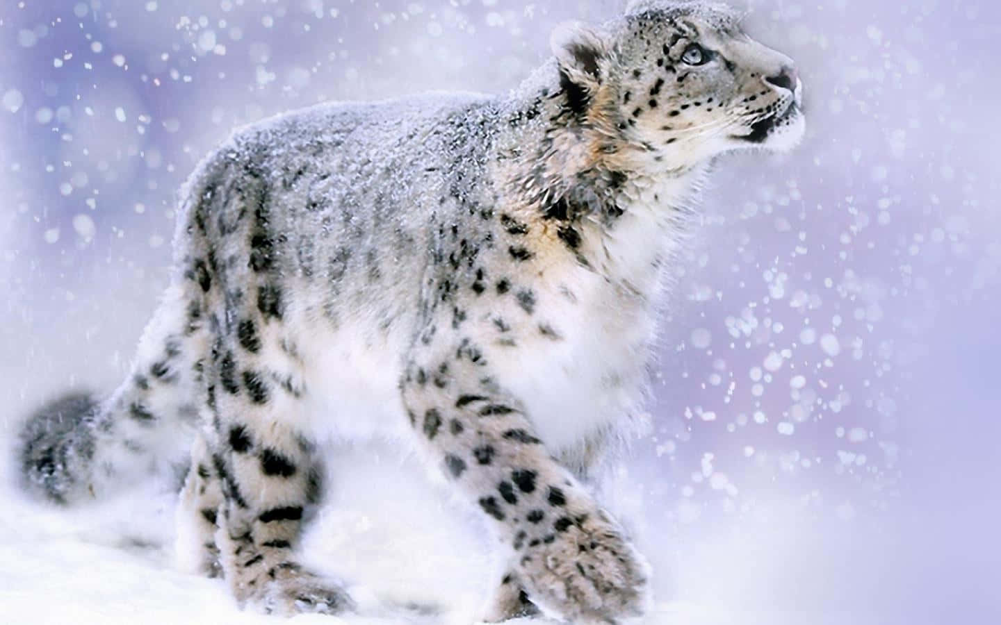 Snow Leopard, blizzard, snowflakes, HD Desktop Wallpaper