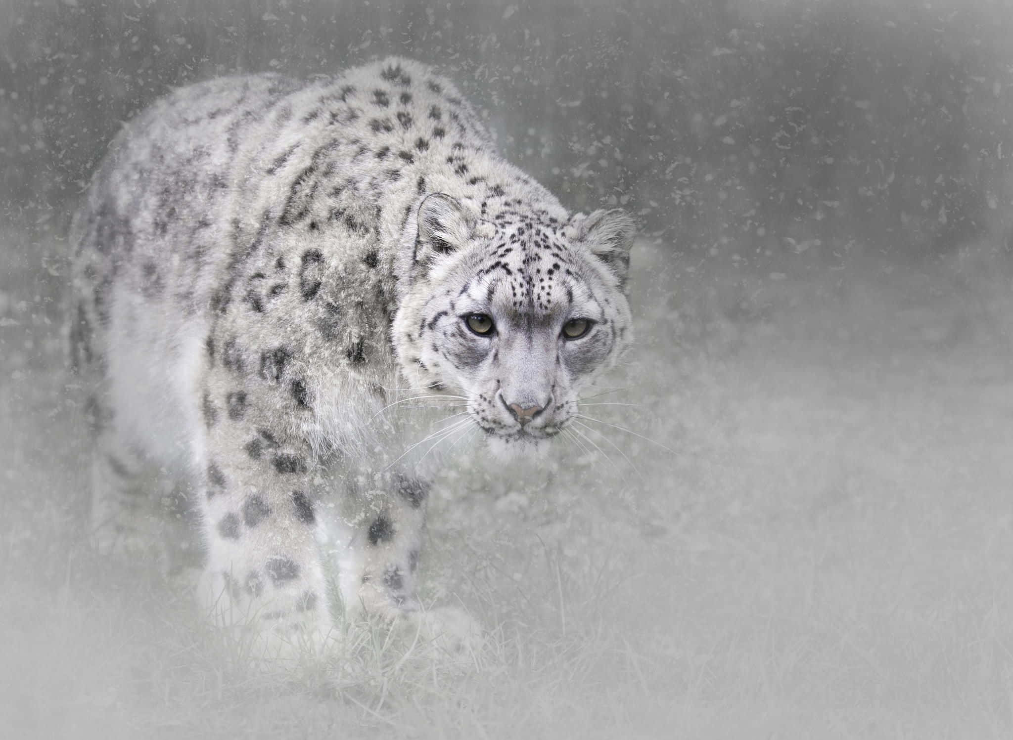 Snow Leopard, rock outcropping, snowy blur, Full HD Desktop Wallpaper