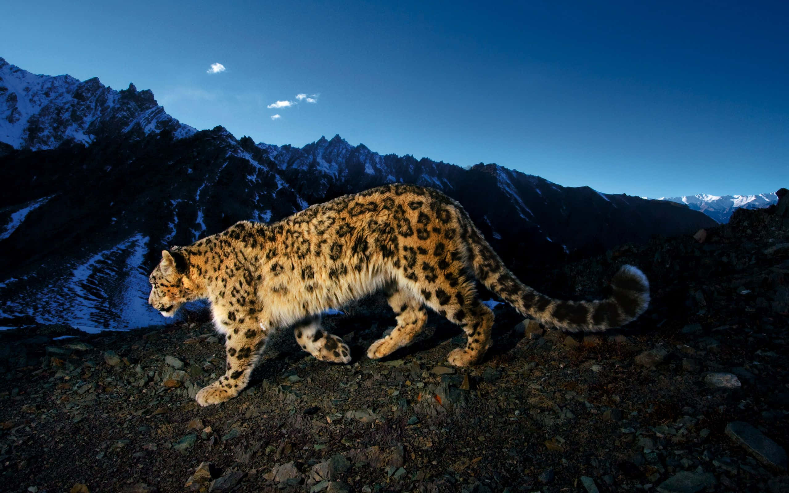 Snow Leopard, rocky mountain ridge, clear blue sky, 2K Desktop Wallpaper