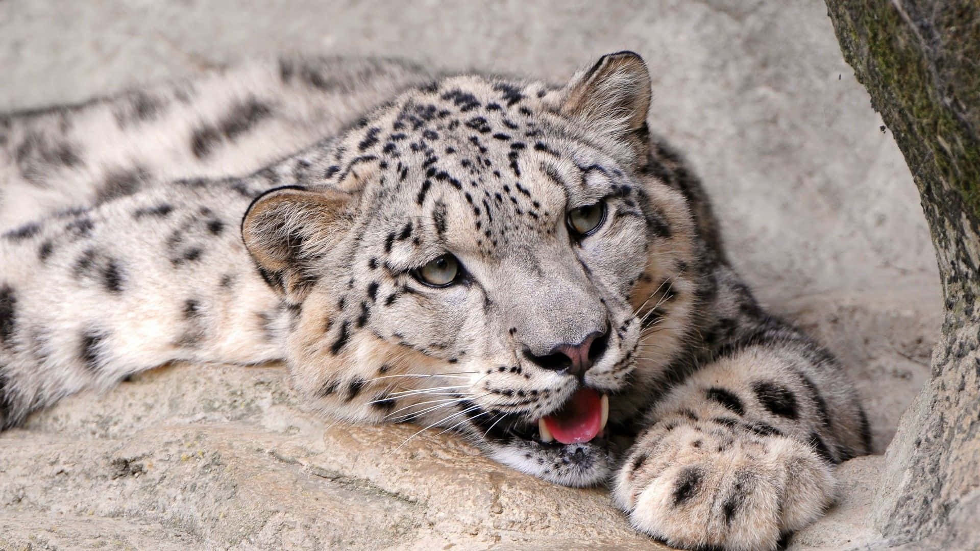 Snow Leopard, rocky terrain, pink tongue, Full HD Desktop Wallpaper
