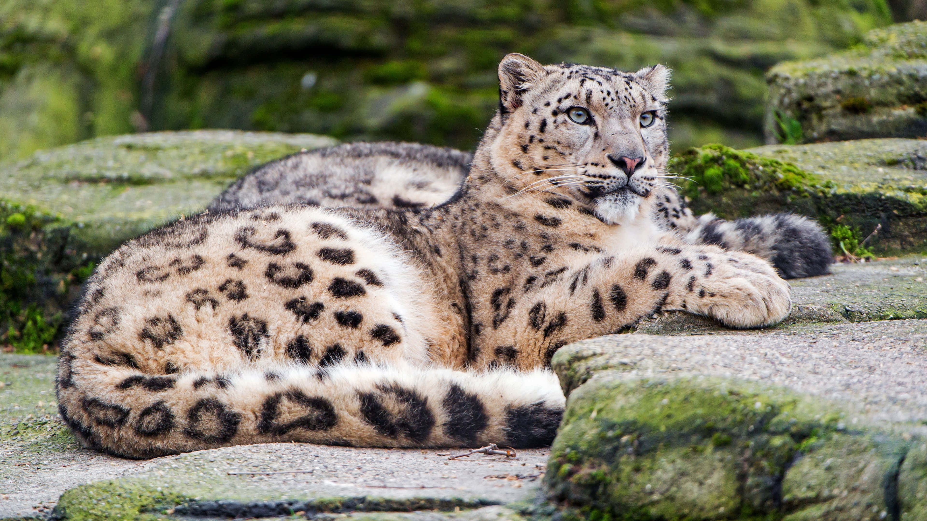 snow leopard, mossy rocks, piercing blue eyes, 4K Desktop Wallpaper