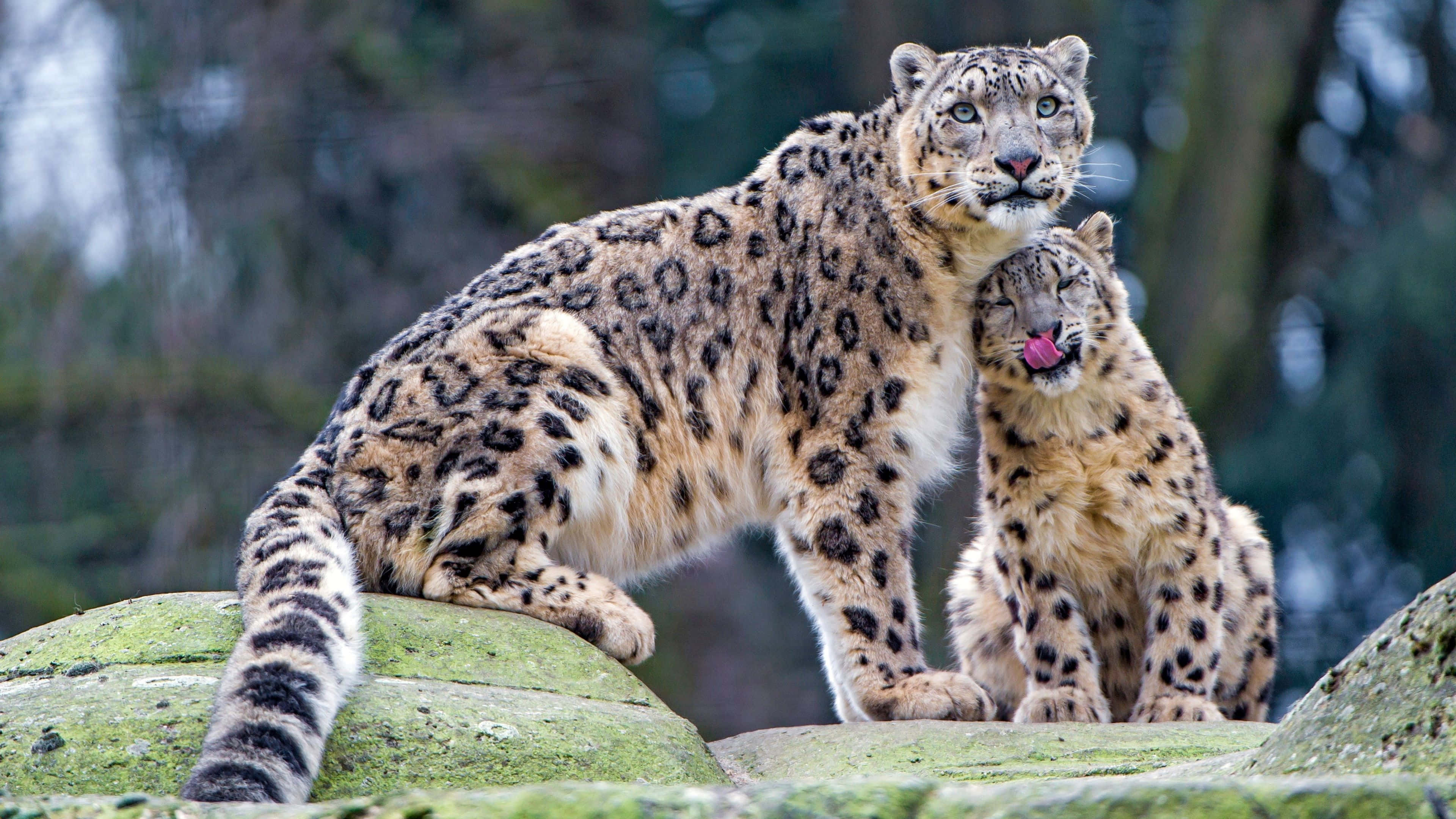 Snow Leopard, rocky outcrop, mossy rocks, 4K Desktop Wallpaper