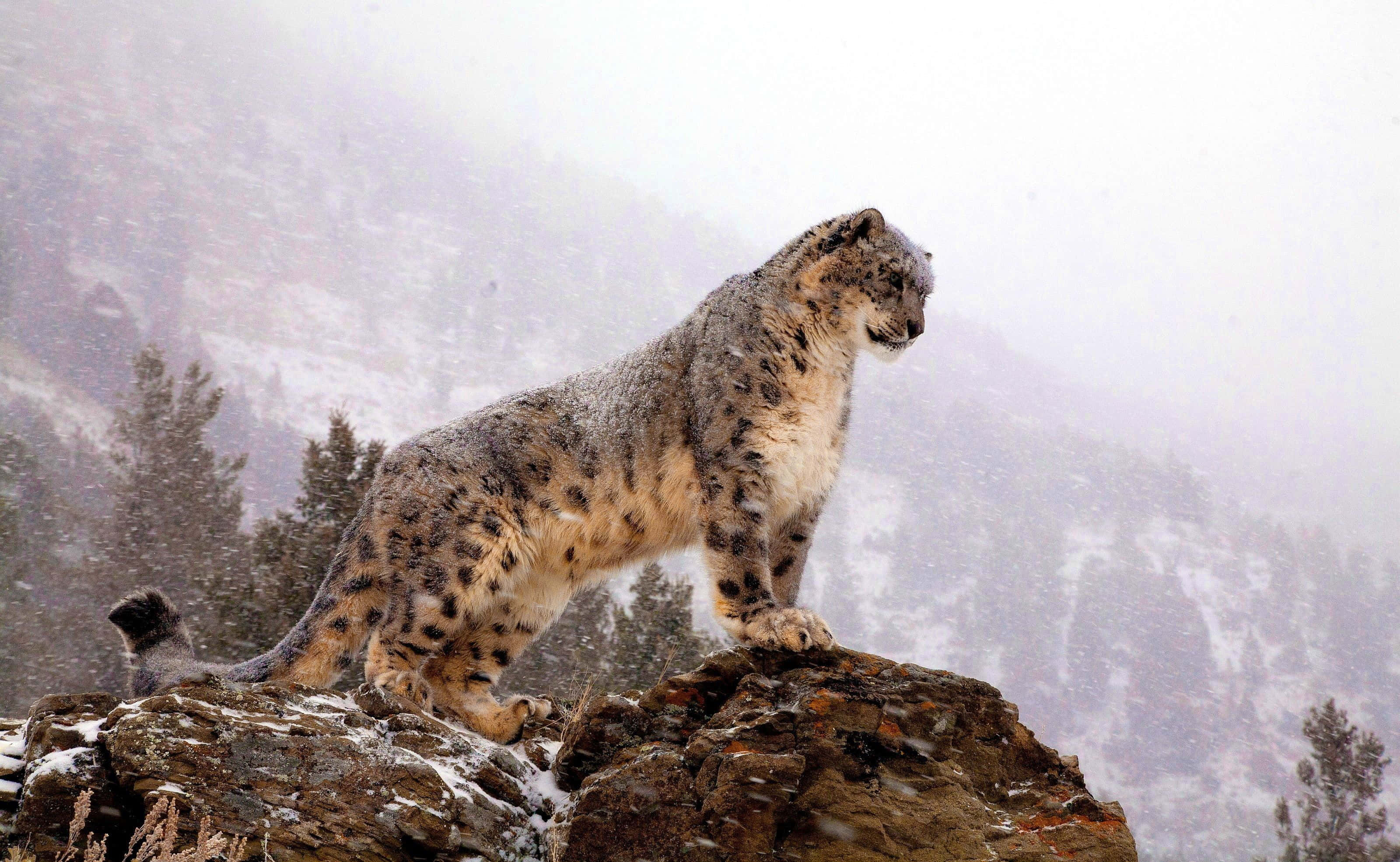 Snow Leopard, snowy rock peak, misty mountain backdrop, 2K Desktop Wallpaper