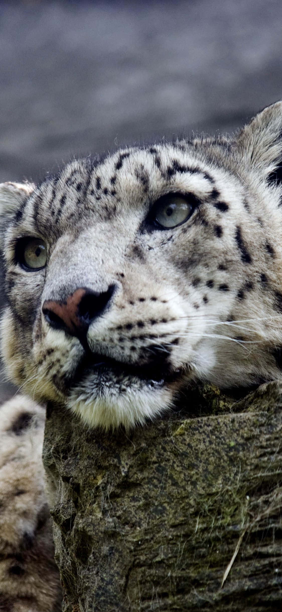 snow leopard, mossy rock, cold winter day, Full HD Phone Wallpaper