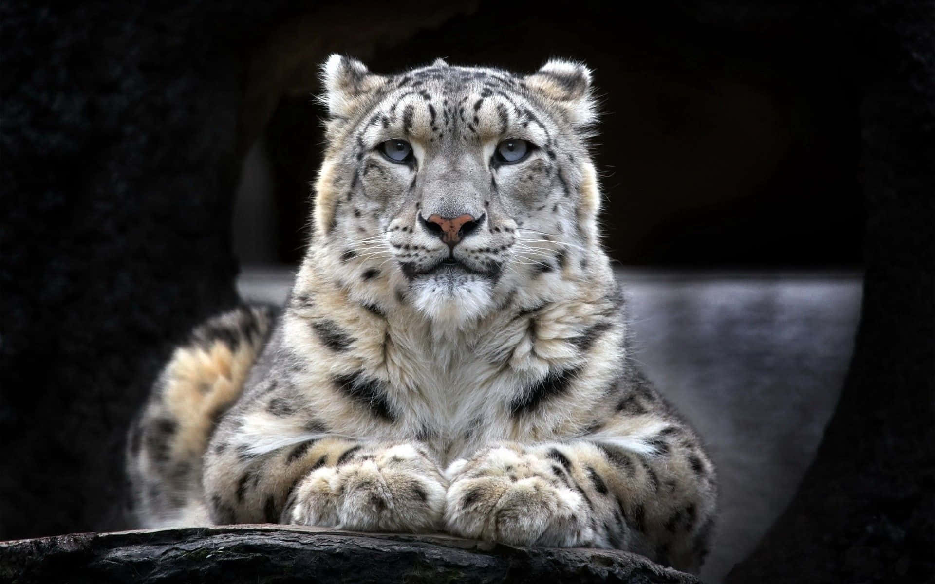 Snow Leopard, blue eyes, rock, Full HD Desktop Wallpaper