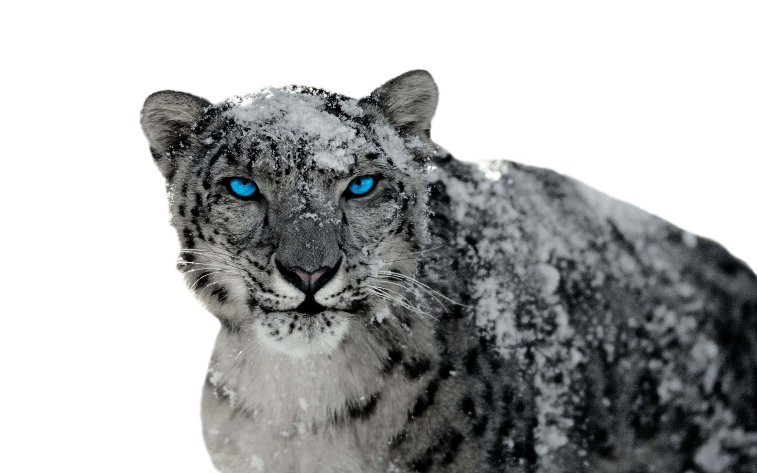 Snow Leopard, piercing blue eyes, snow dusted fur, 2K Desktop Wallpaper