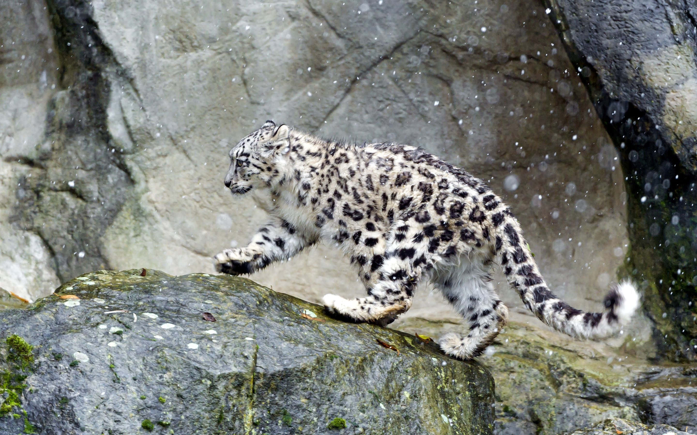 Snow Leopard, spotted fur, wet rocks, 2K Desktop Wallpaper