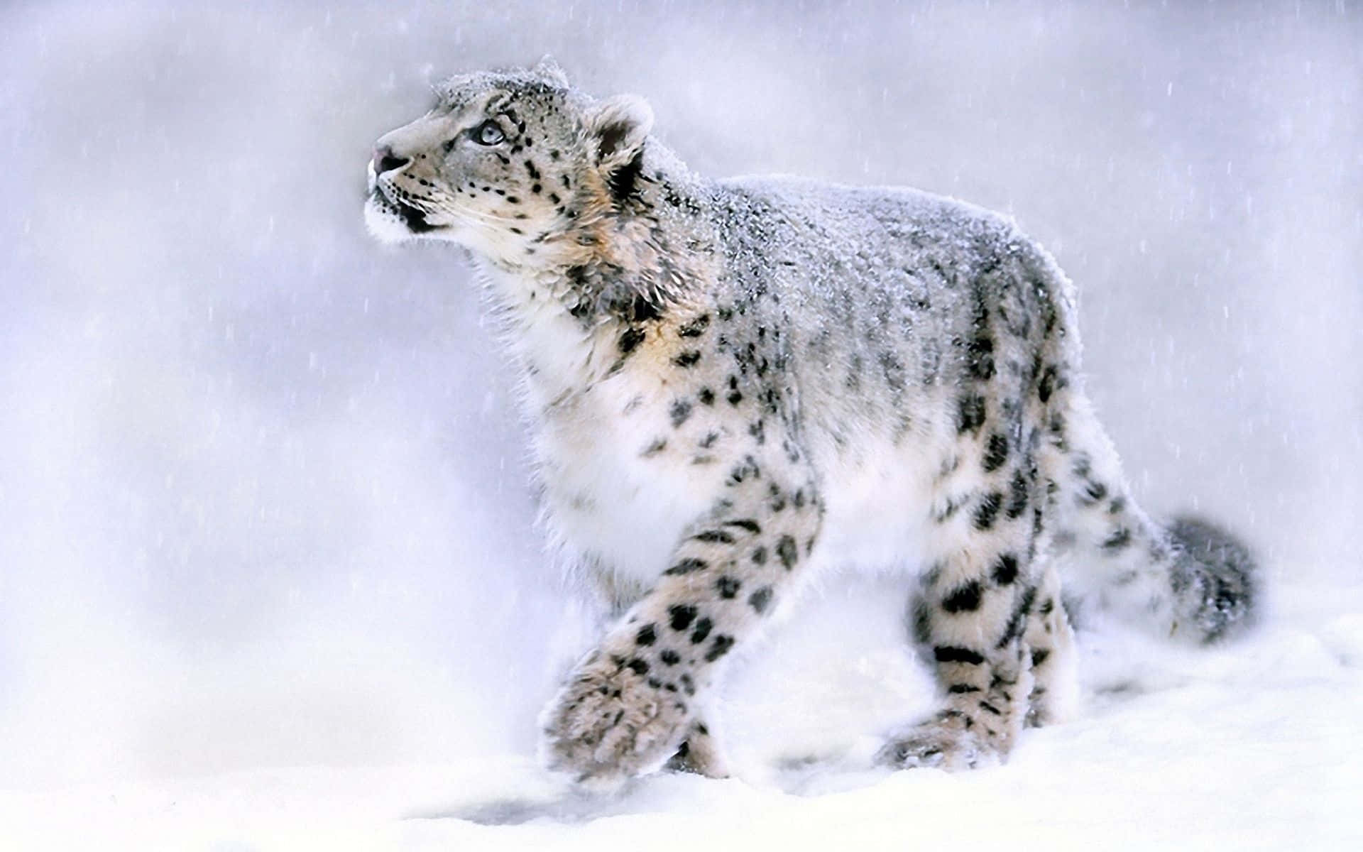 snow leopard, rocky outcropping, blizzard, Full HD Desktop Wallpaper