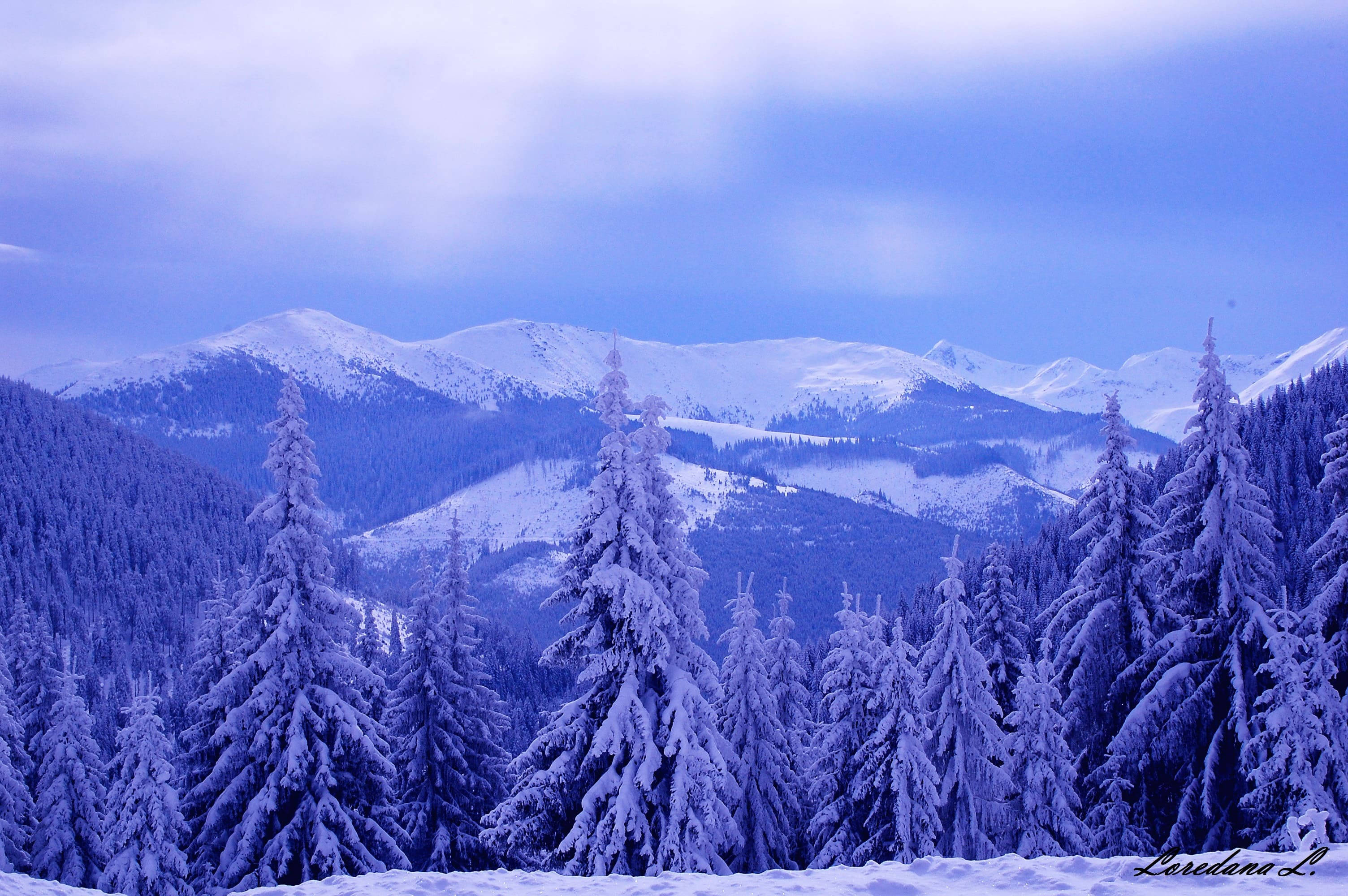Snow Mountain, pine tree forest, towering evergreens, 2K Desktop Wallpaper