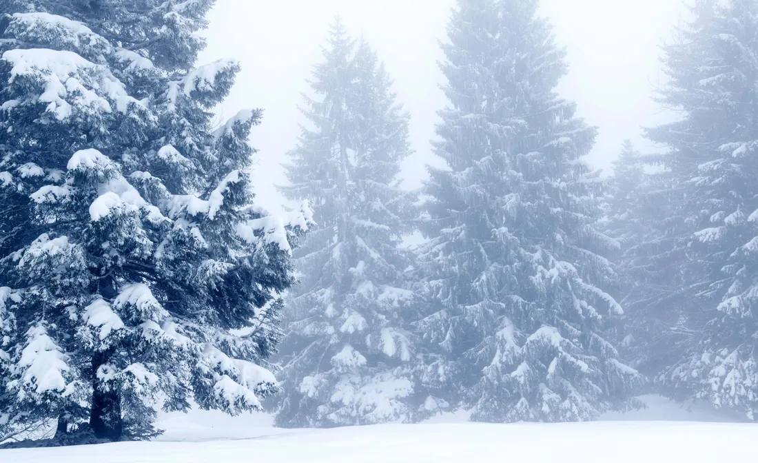 Snow Trees