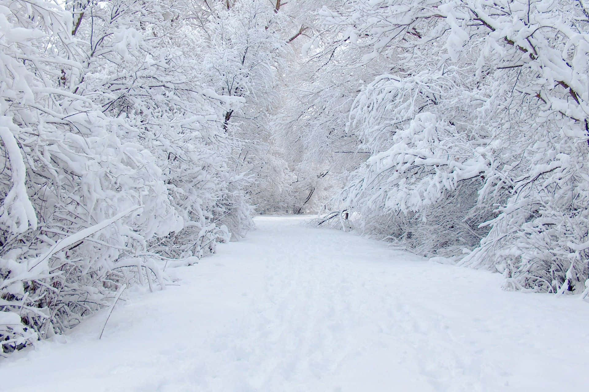 Snow Trees, snow-covered forest path, trees heavily laden with pristine white snow, Full HD Desktop Wallpaper