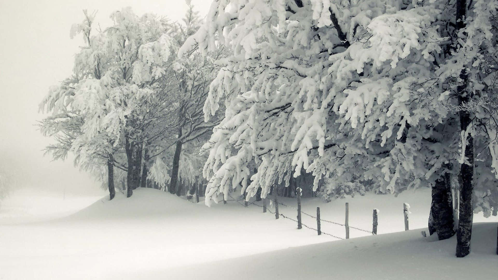 Snow Trees, winter forest, snow-laden trees, Full HD Desktop Wallpaper