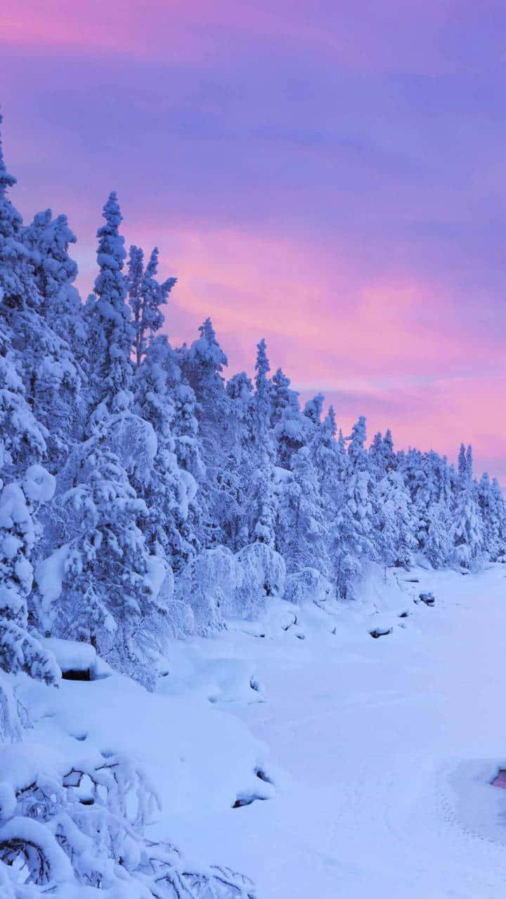 Snow Trees, evergreen trees, pink and purple twilight sky, HD Phone Wallpaper