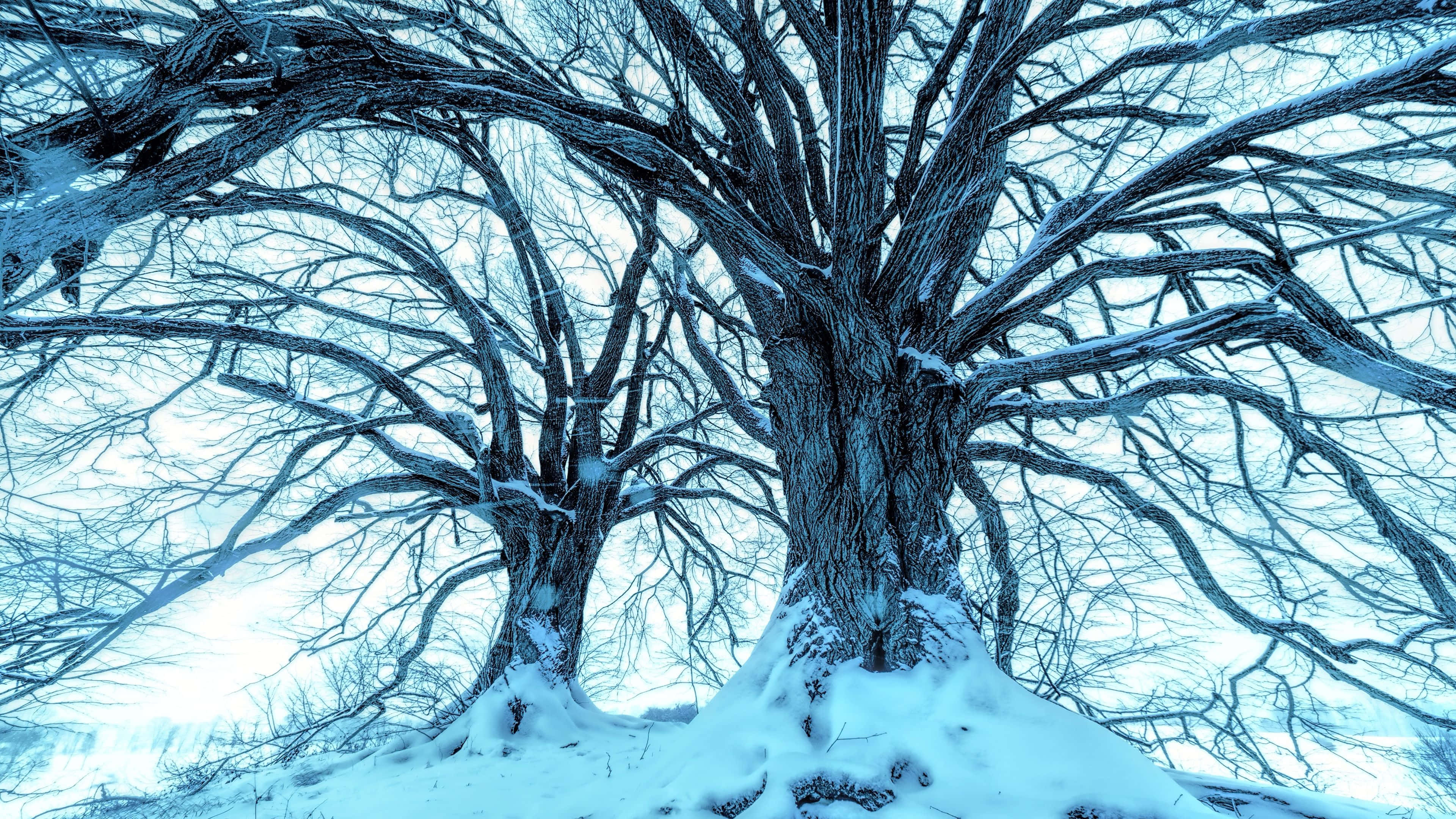 snow trees, snow-covered trees, winter landscape, 4K Desktop Wallpaper